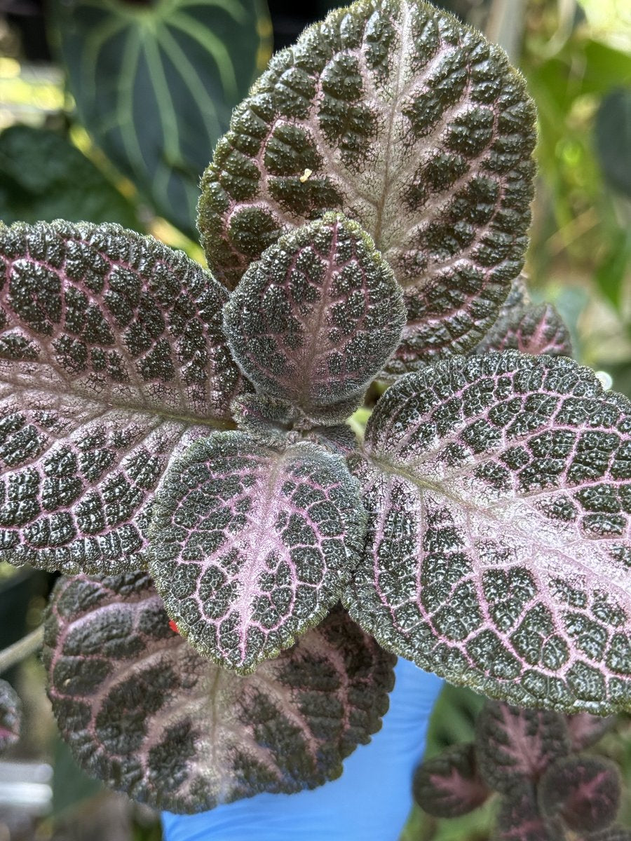 Episcia 'Antique Velvet'