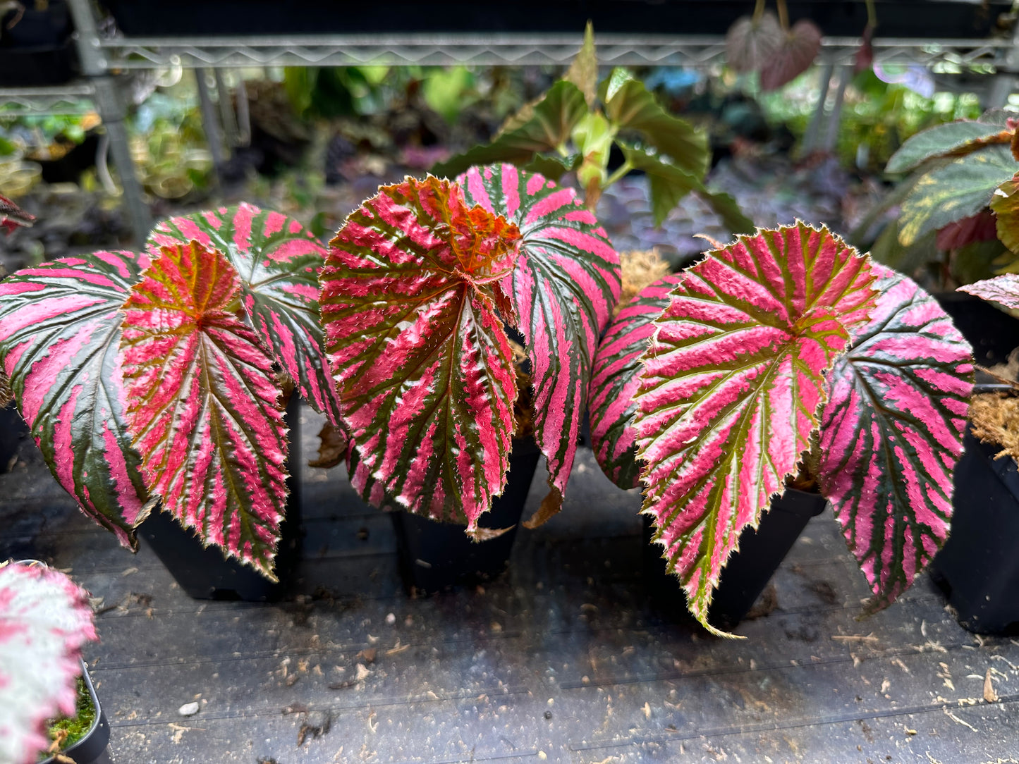 Begonia Brevirmosa