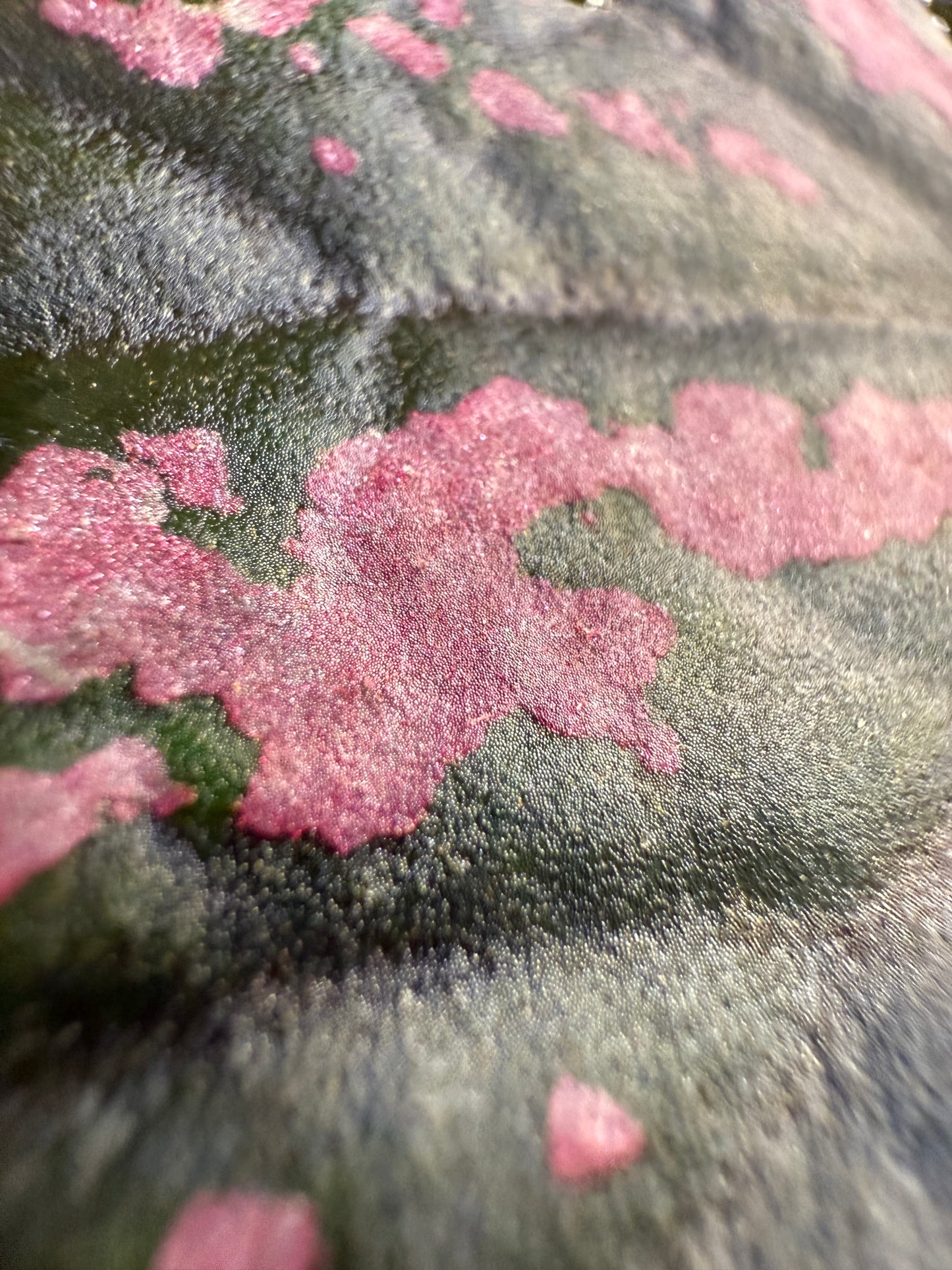Begonia ‘Candy Stripes’