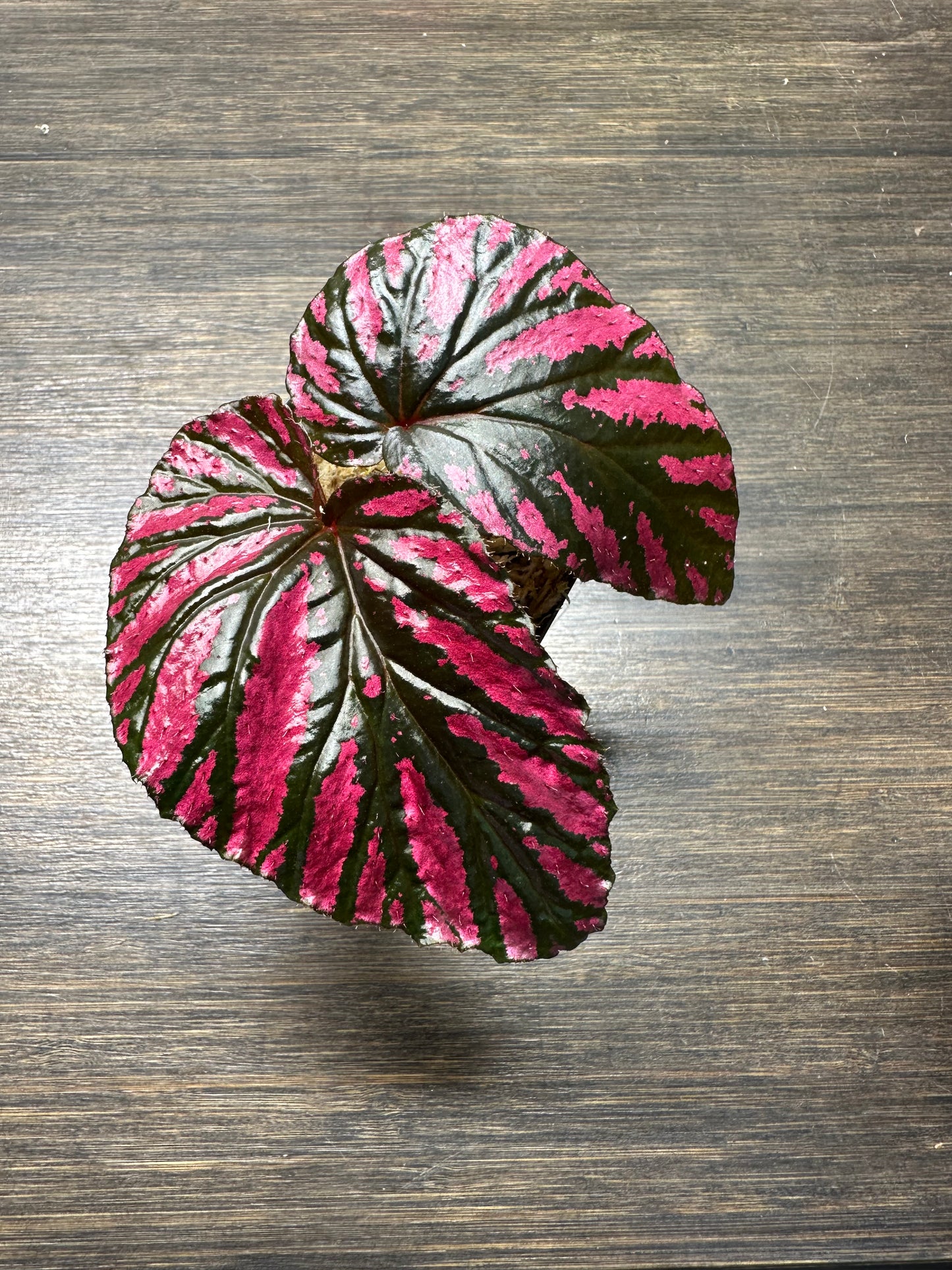 Begonia Brevirmosa