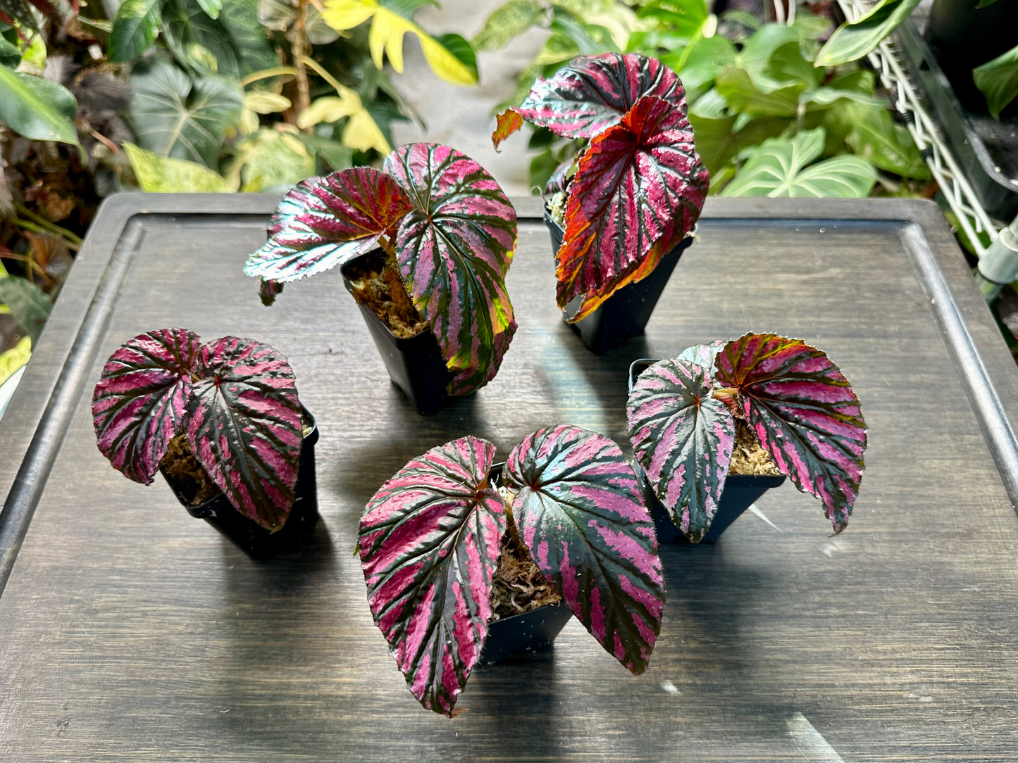 Begonia Brevirmosa