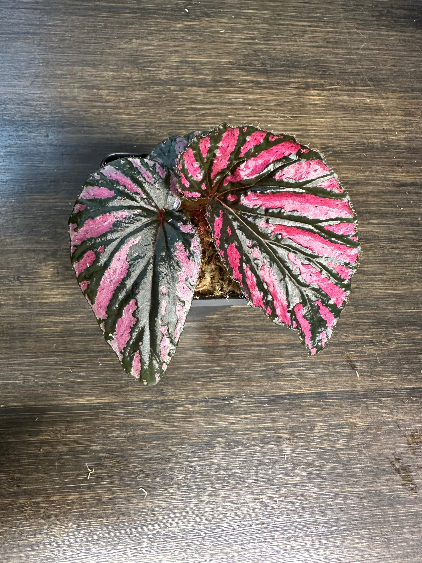 Begonia Brevirmosa