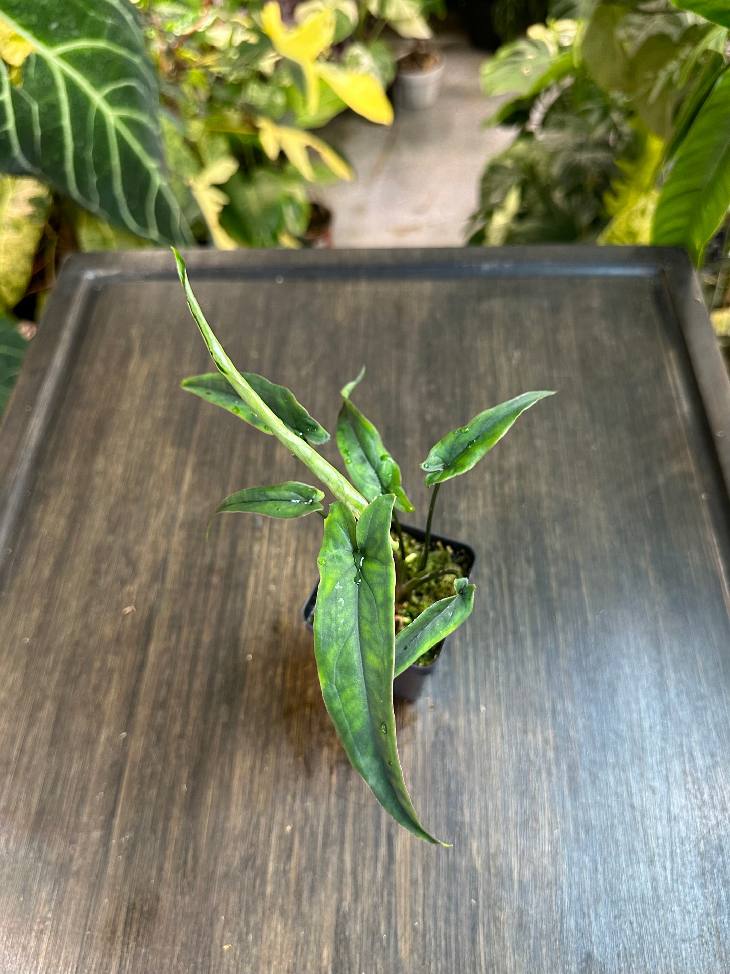 Syngonium Lance Leaf