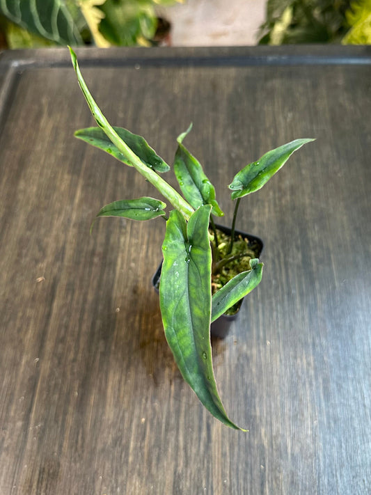 Syngonium Lance Leaf