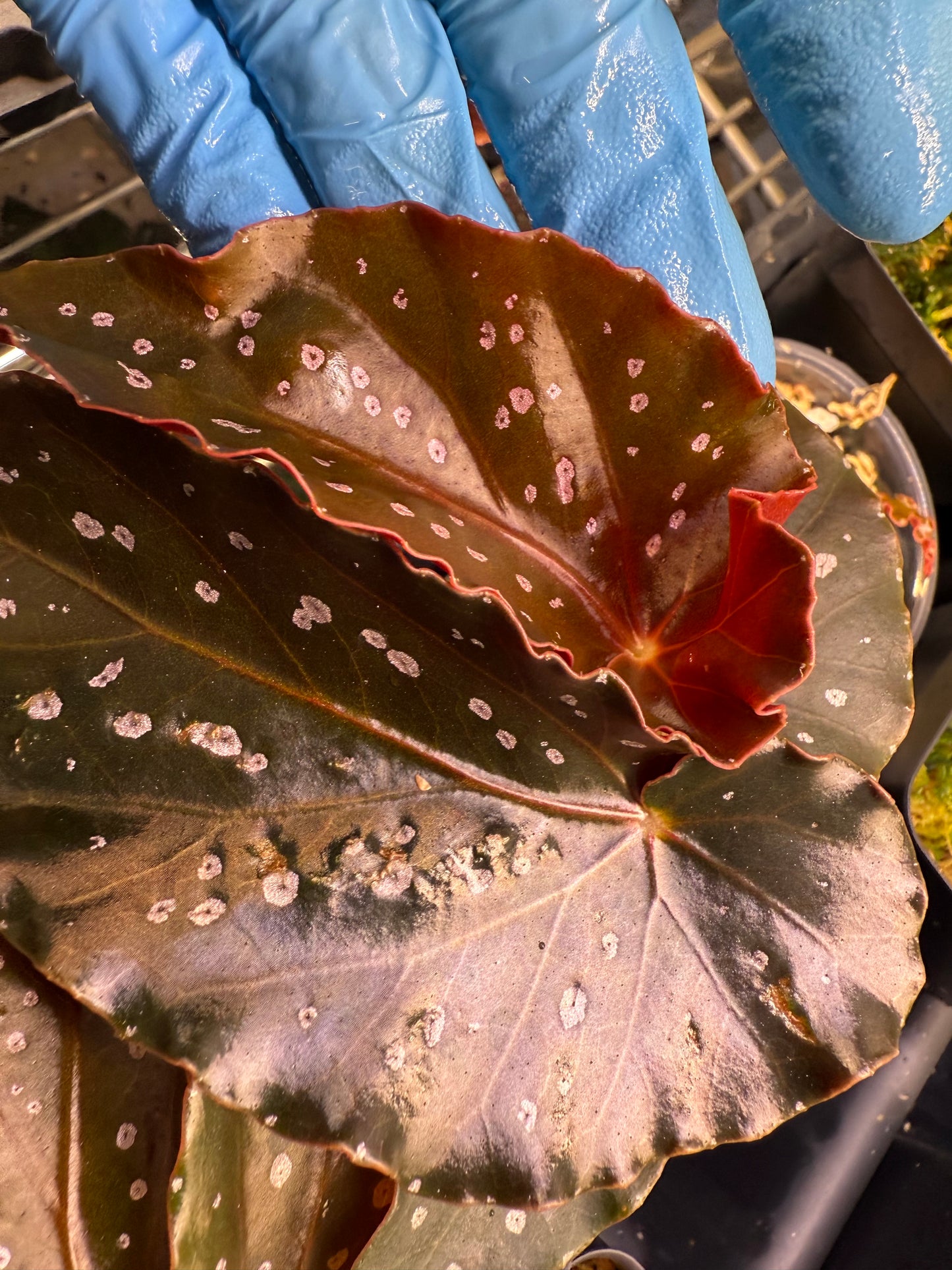 Begonia Torch