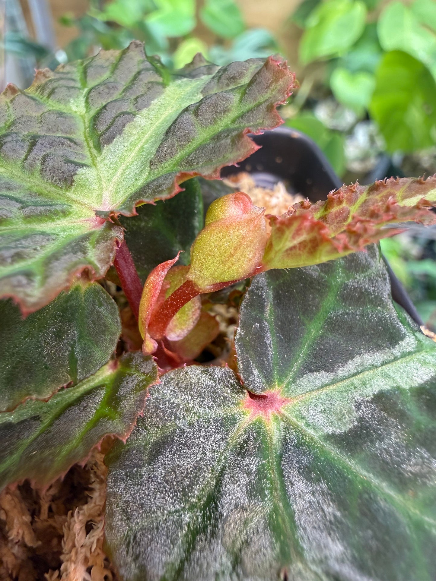 Begonia bolsteri