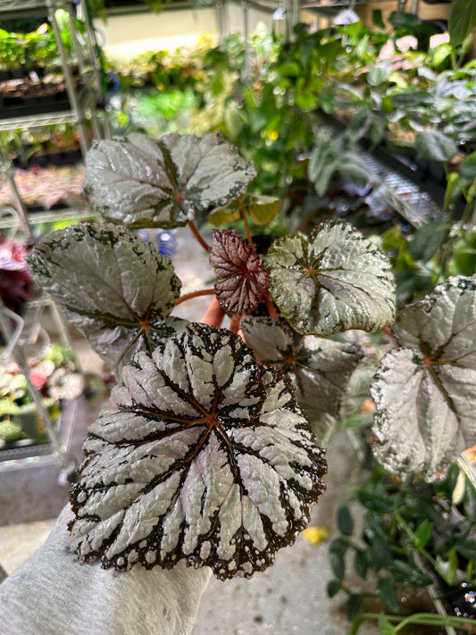 Begonia Judy Cook