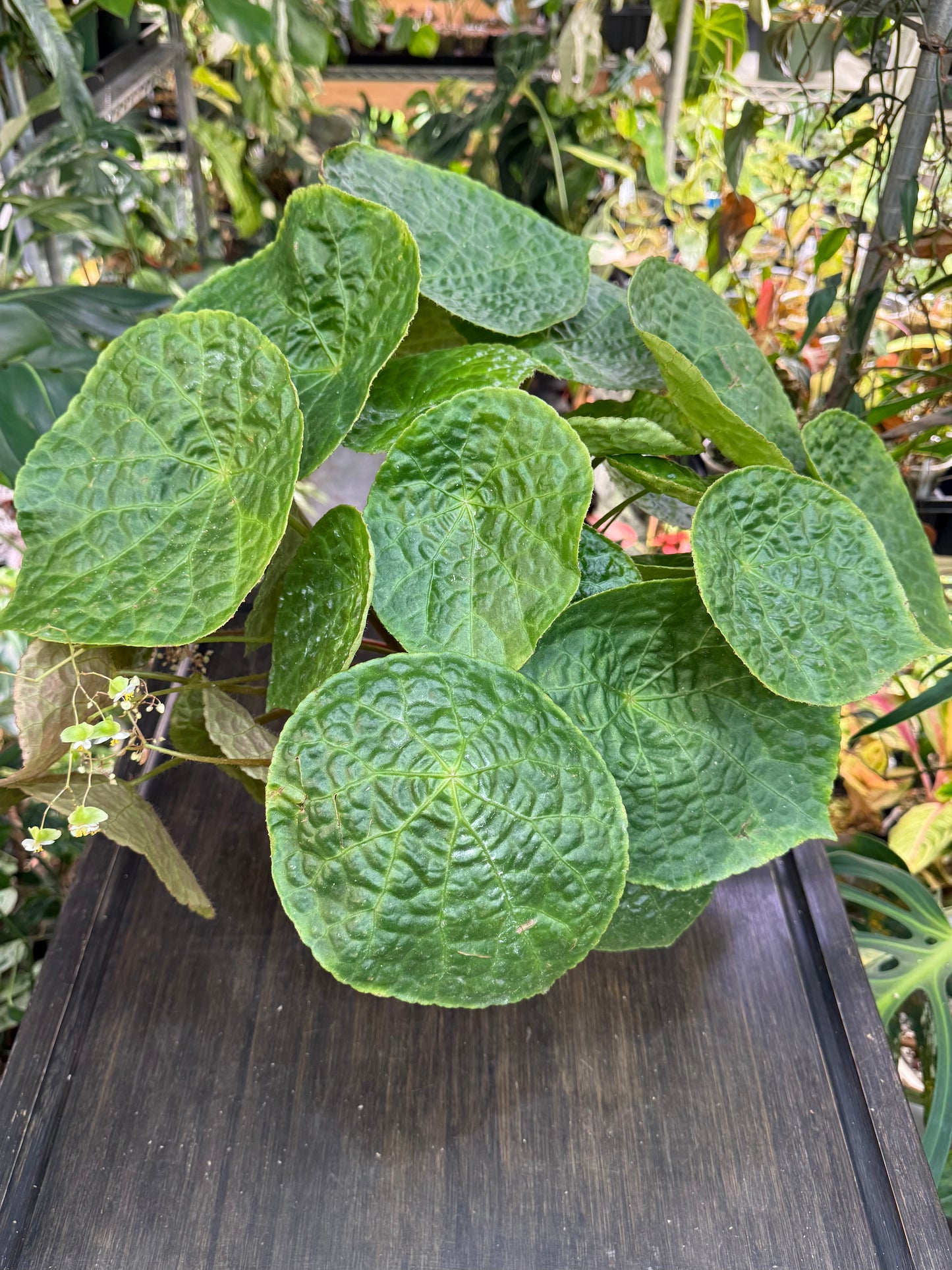 Begonia Natunaensis