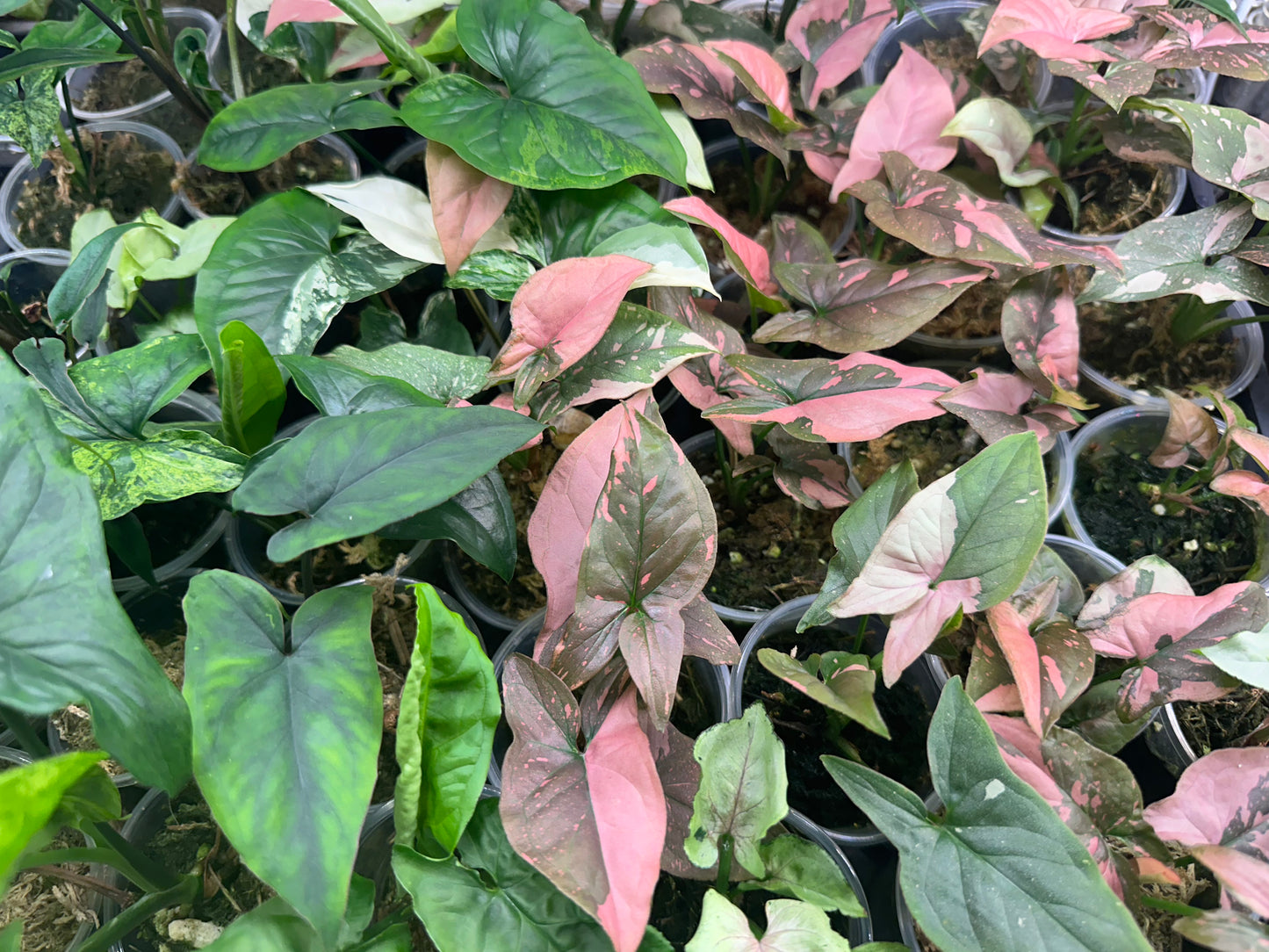 Rare Syngonium Bundle