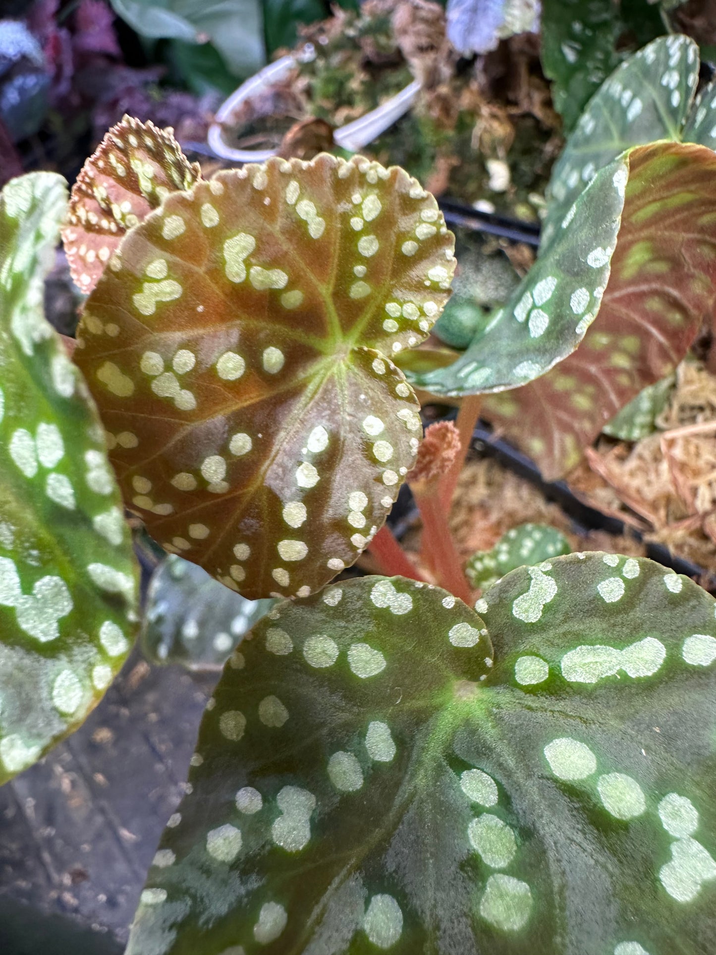 Begonia U641