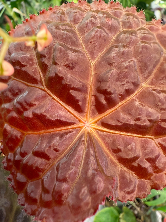 Begonia Mumtaz