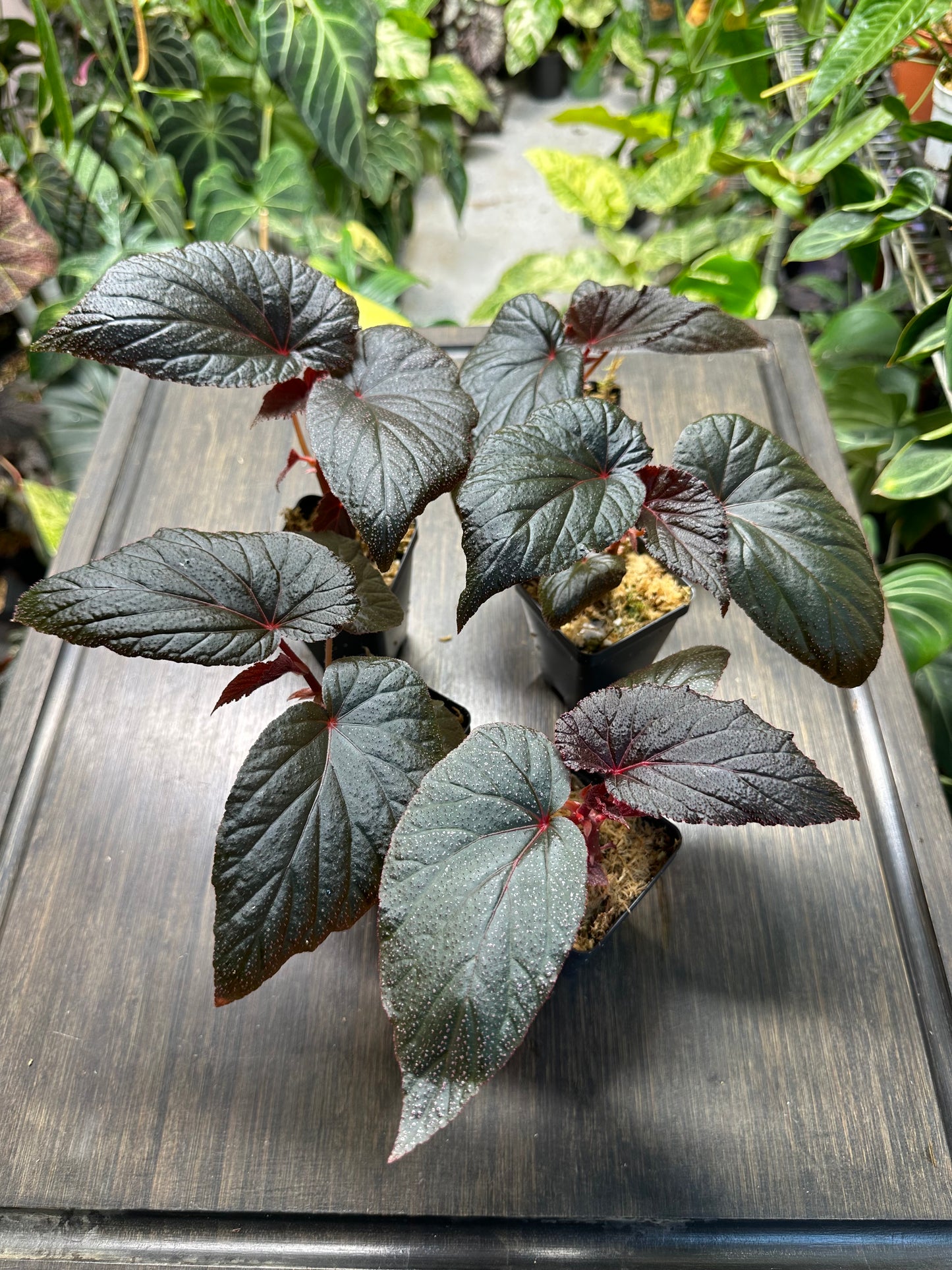 Begonia Burning Bush