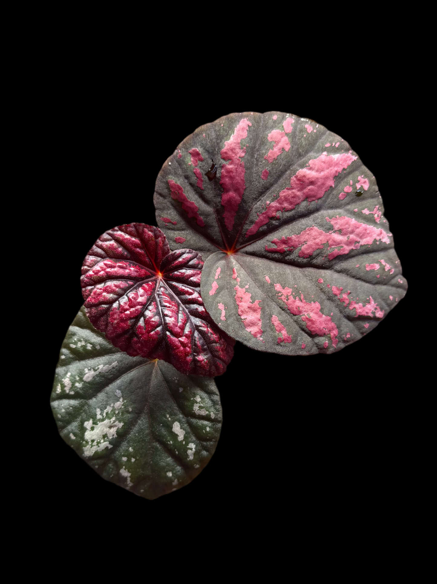 Begonia ‘Candy Stripes’