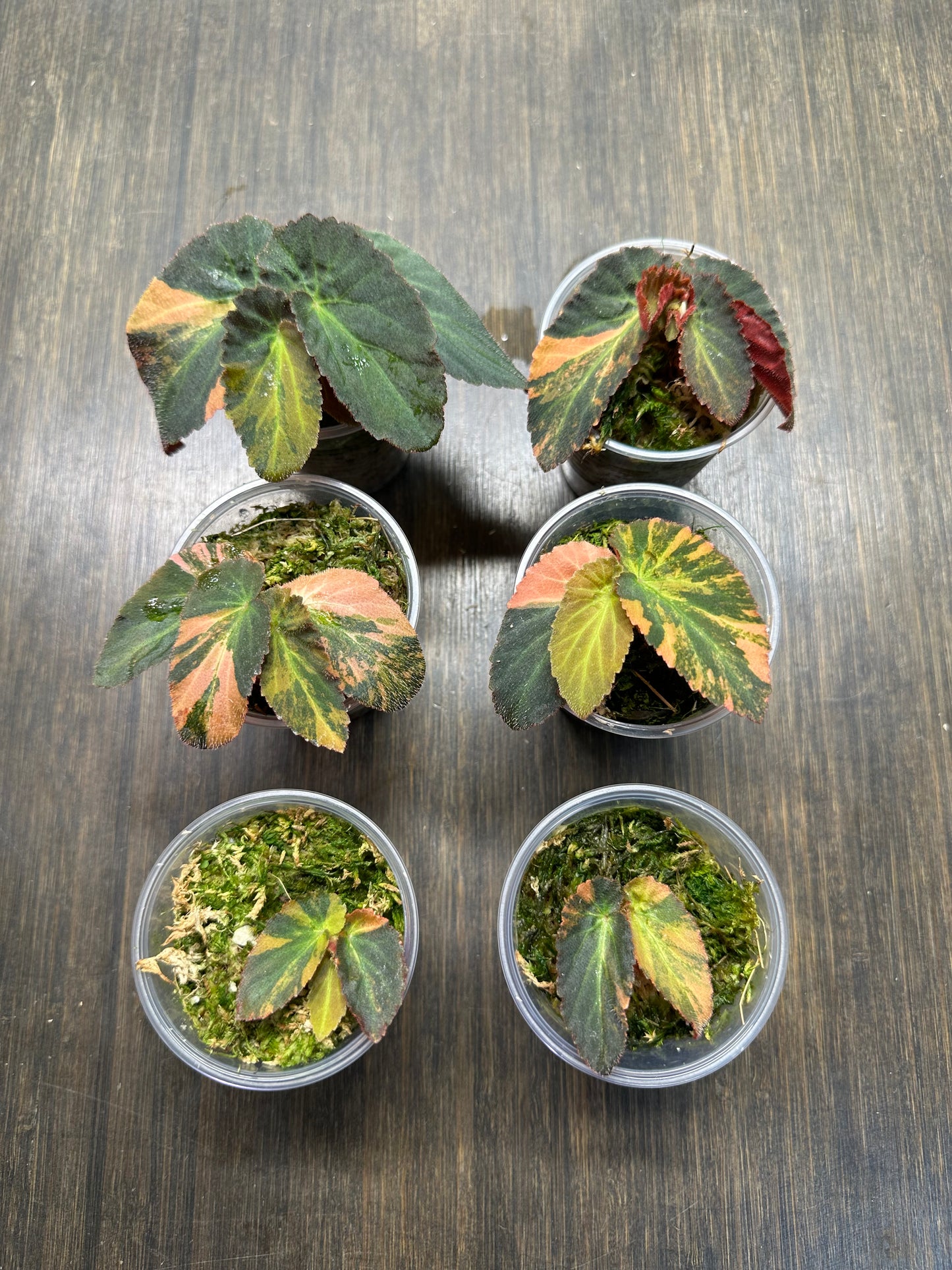 Variegated Begonia Withlacoochee