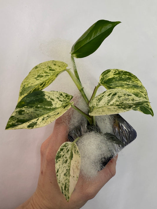 Epipremnum aureum Teruno 'Fanfare' #5