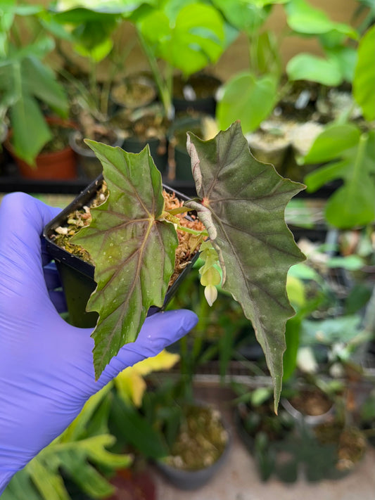 Begonia Lubbergei