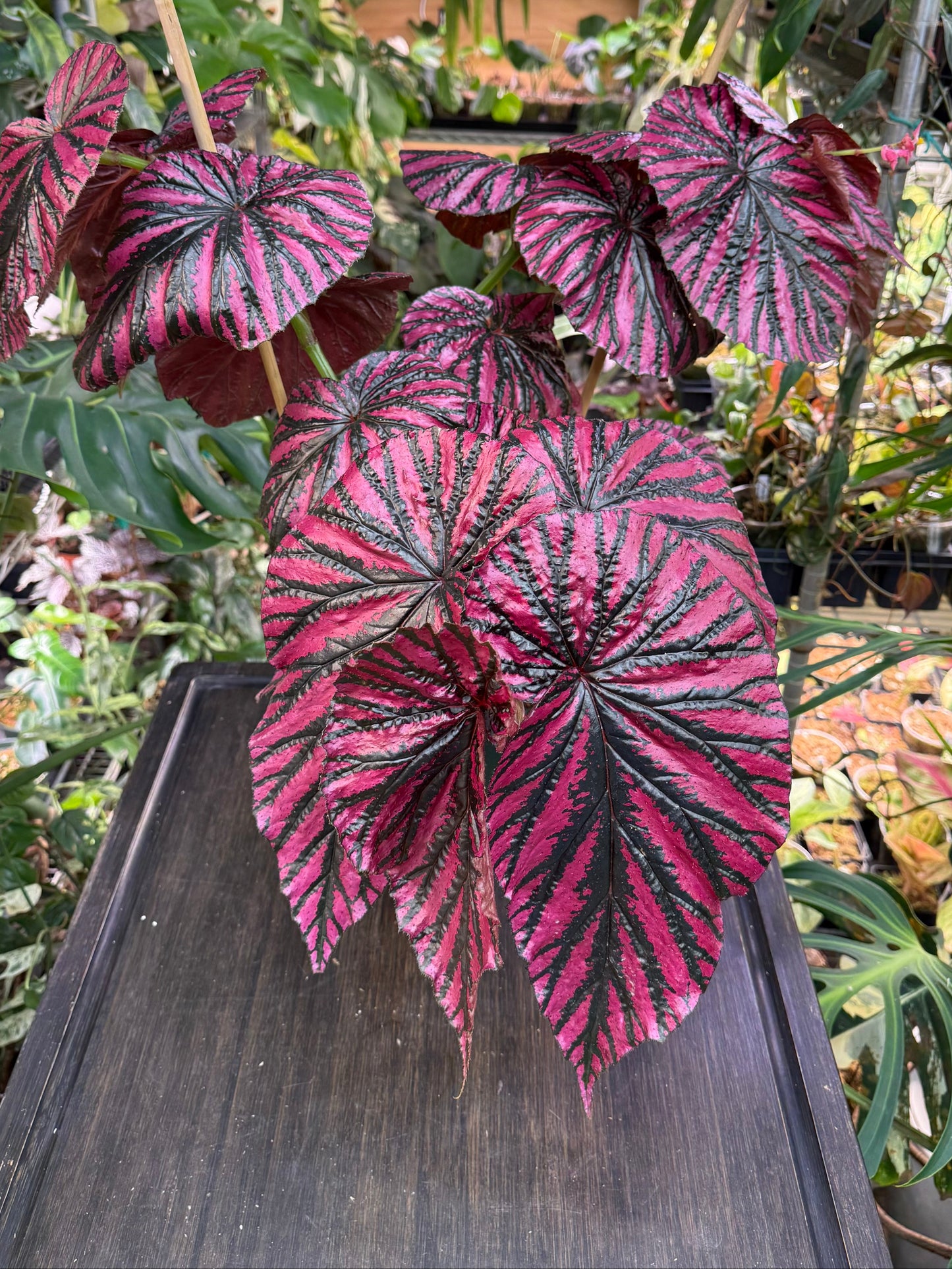 Begonia Brevirmosa