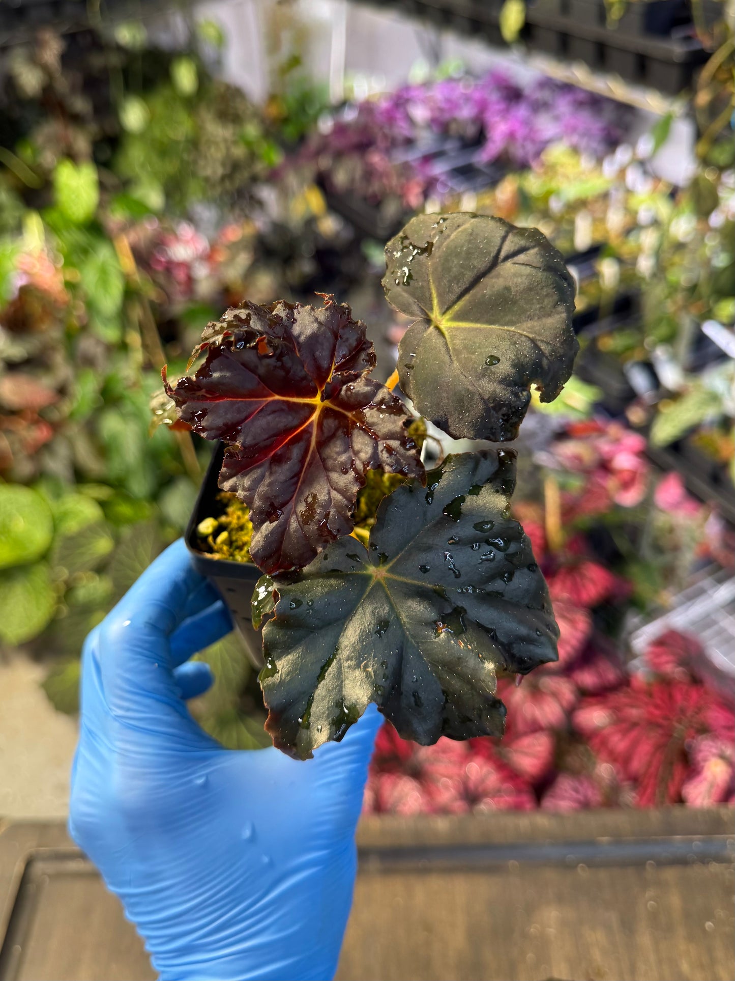 a black leafy plant with a garden background