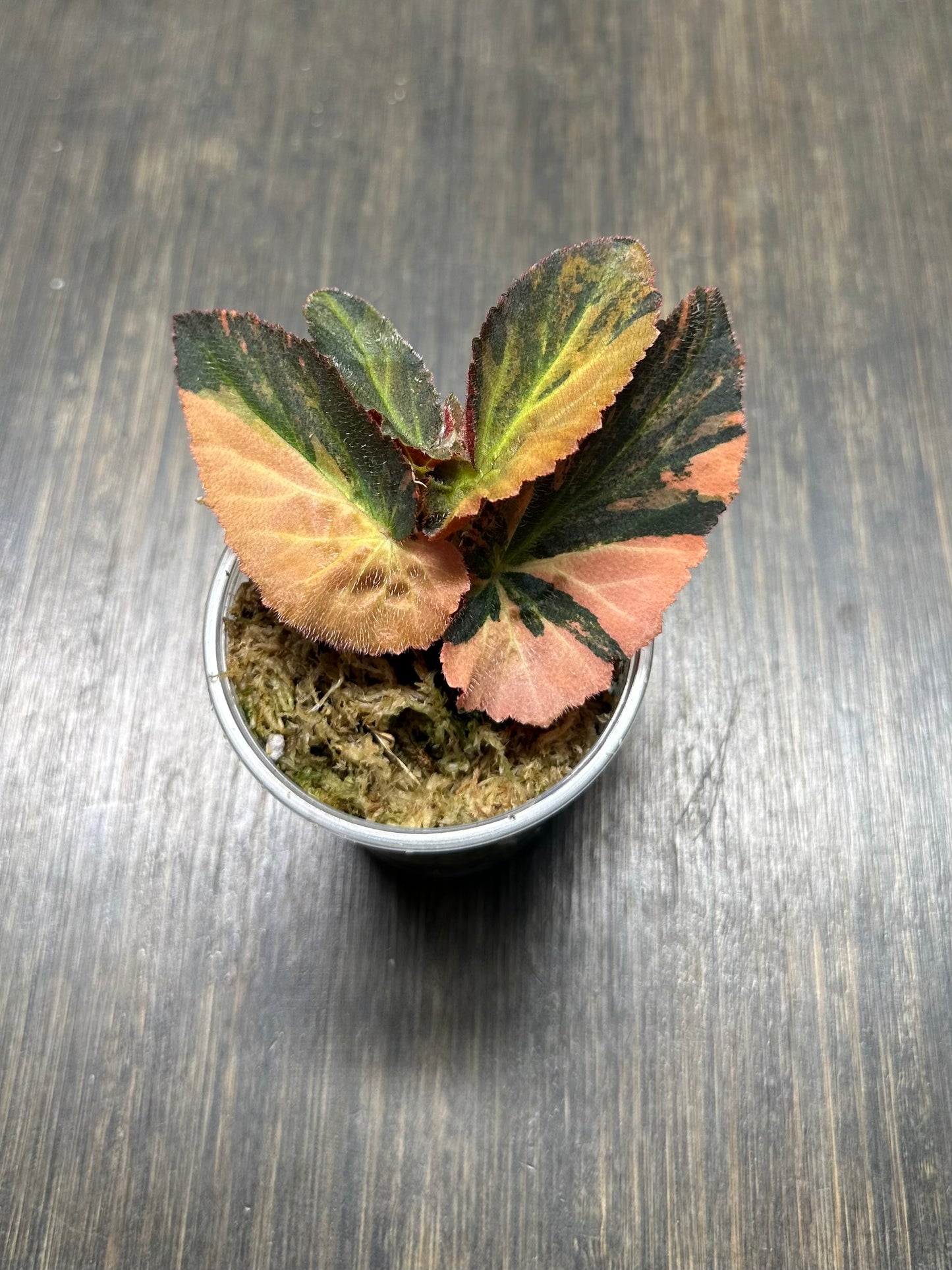 Variegated Begonia Withlacoochee