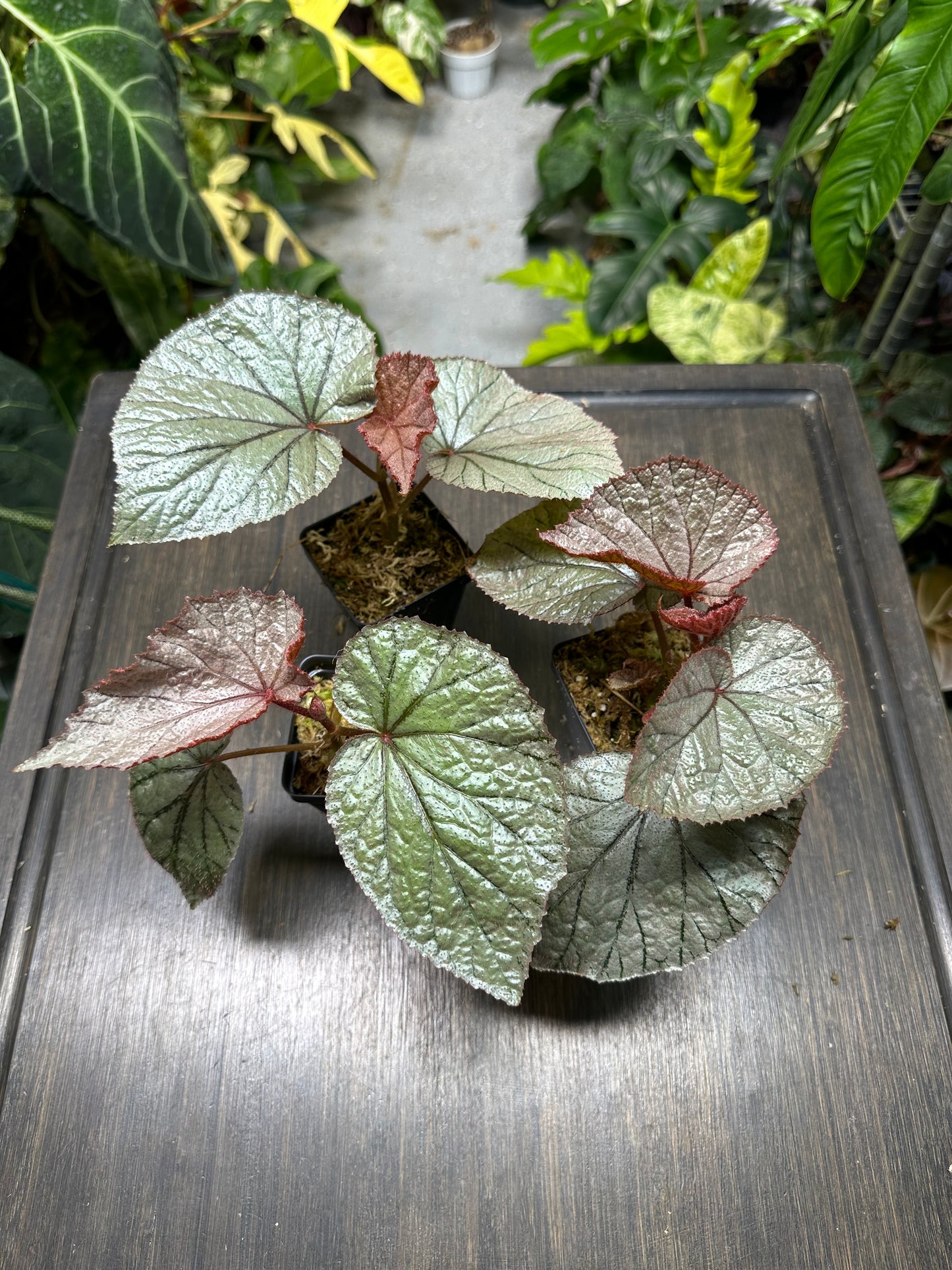 Begonia U093
