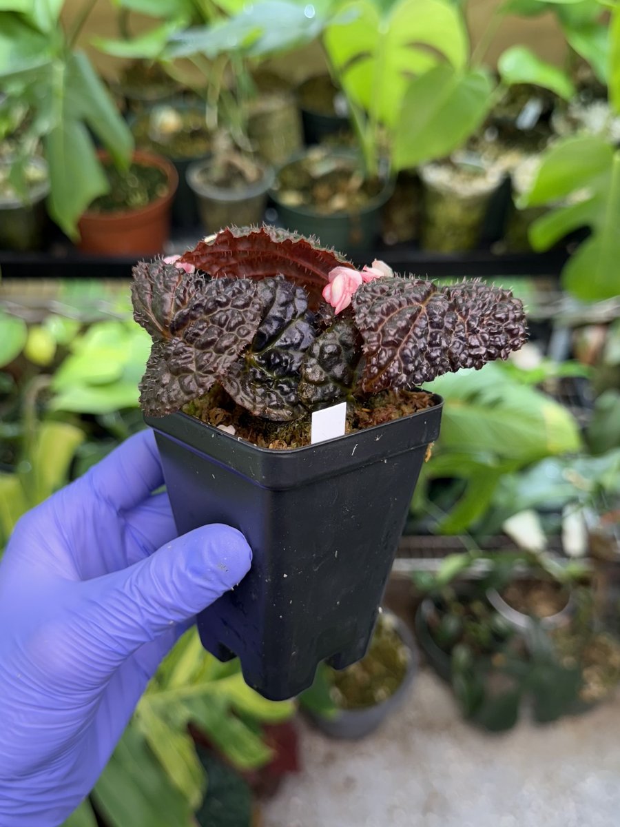Begonia Ruby Dragon
