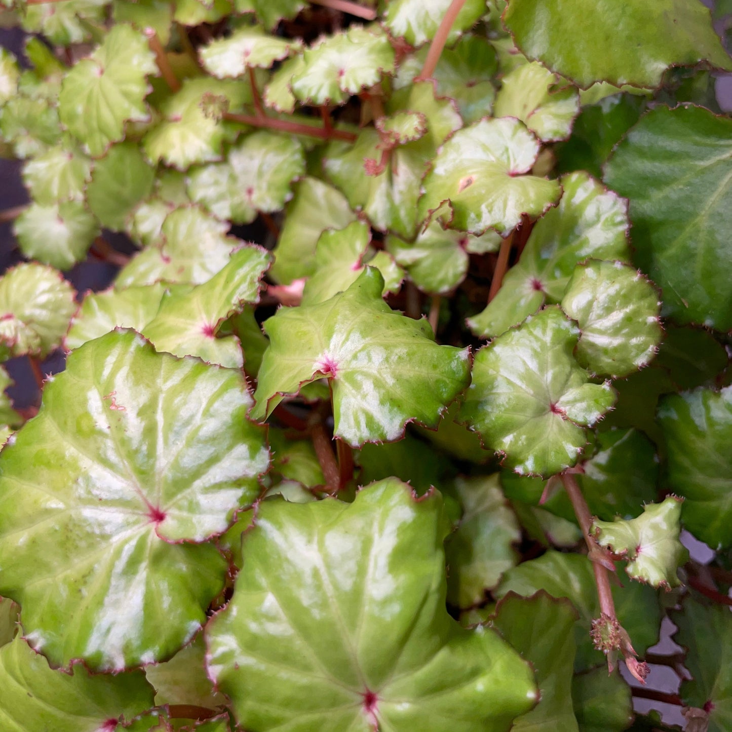 Begonia Gemella begonia plant in pot