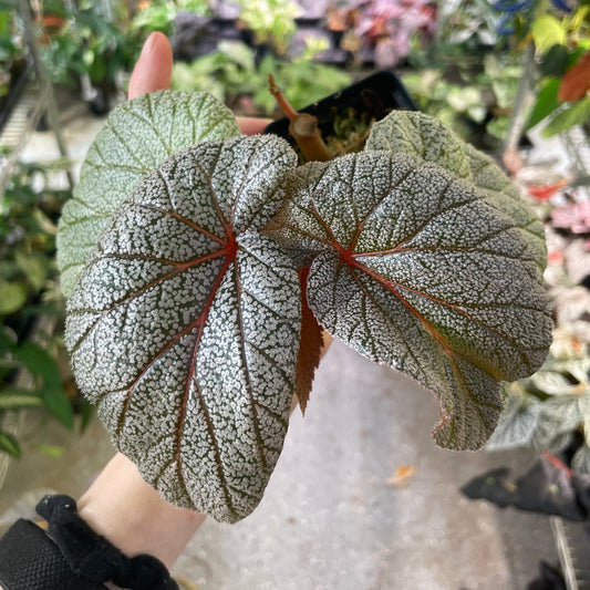 Begonia Sinbad