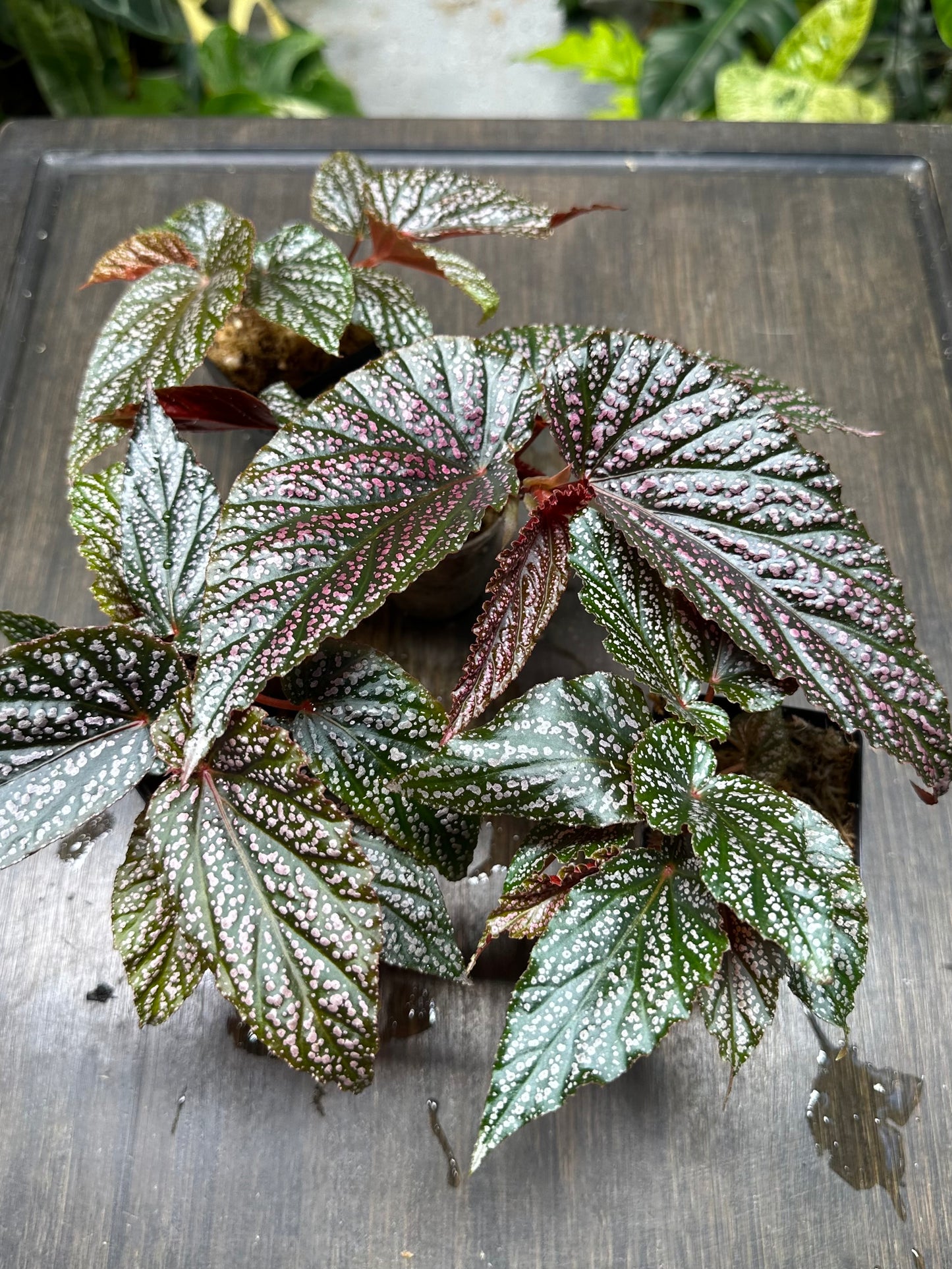 Begonia Benigo