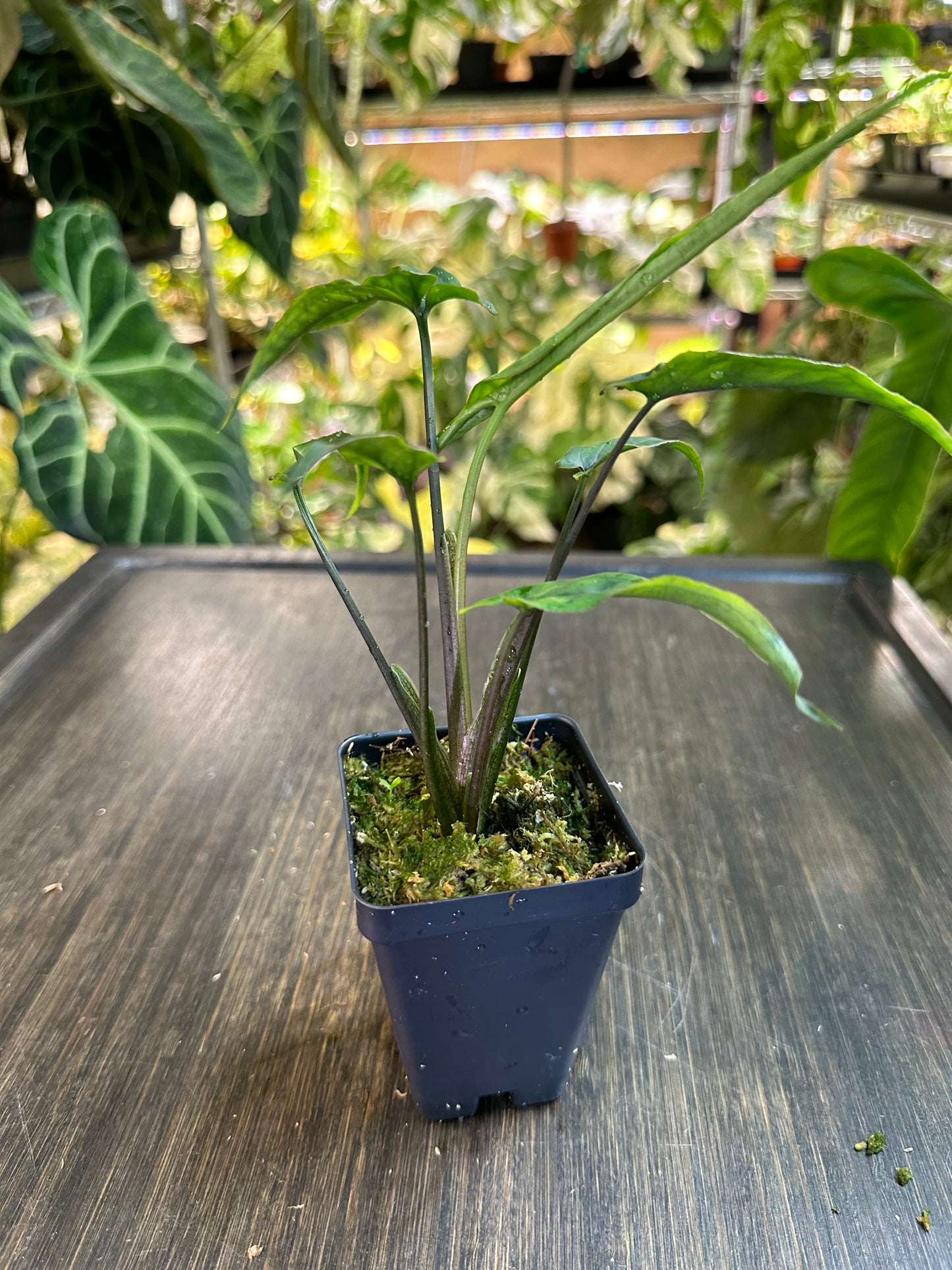 Syngonium Lance Leaf