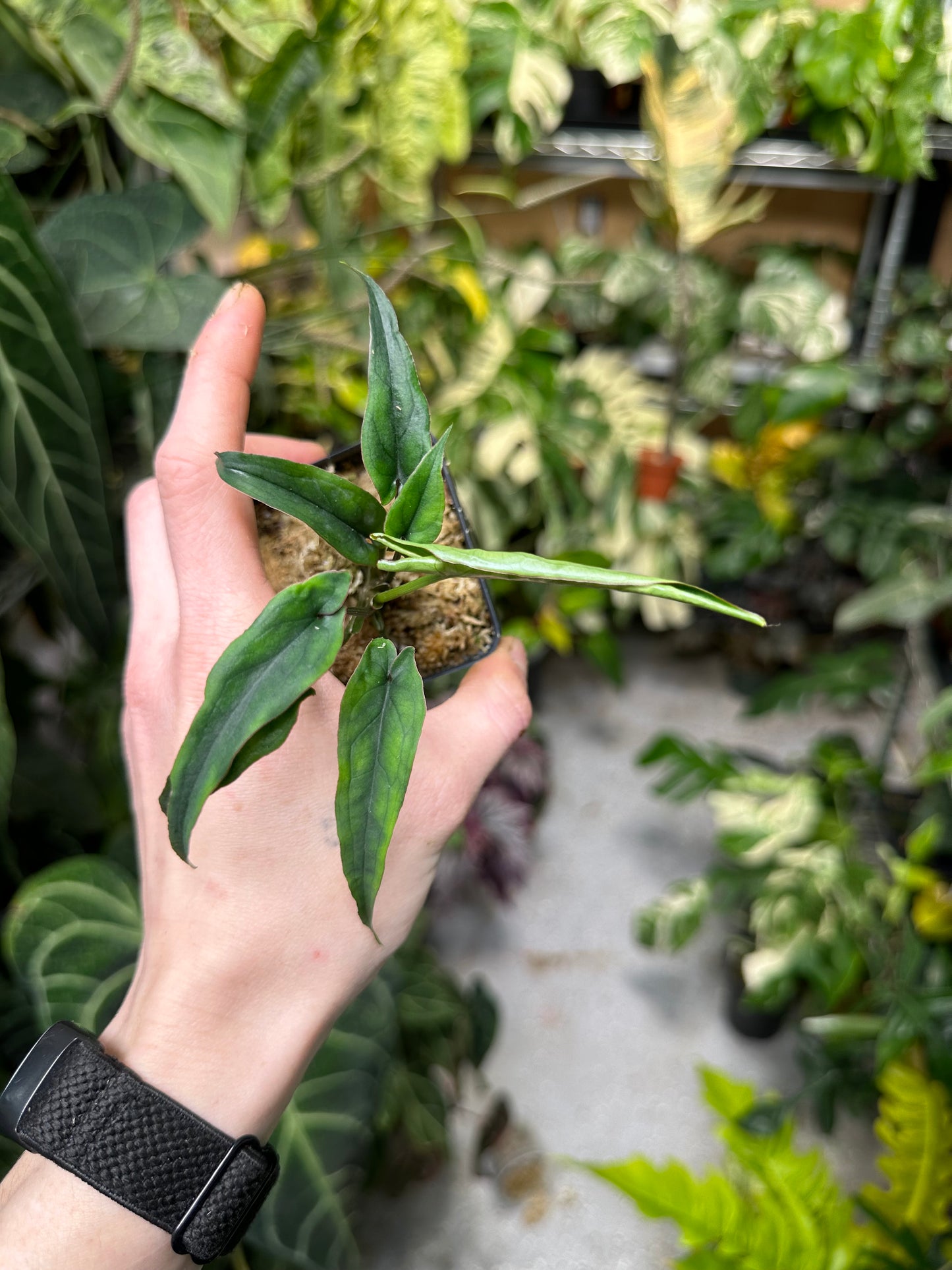 Syngonium Lance Leaf