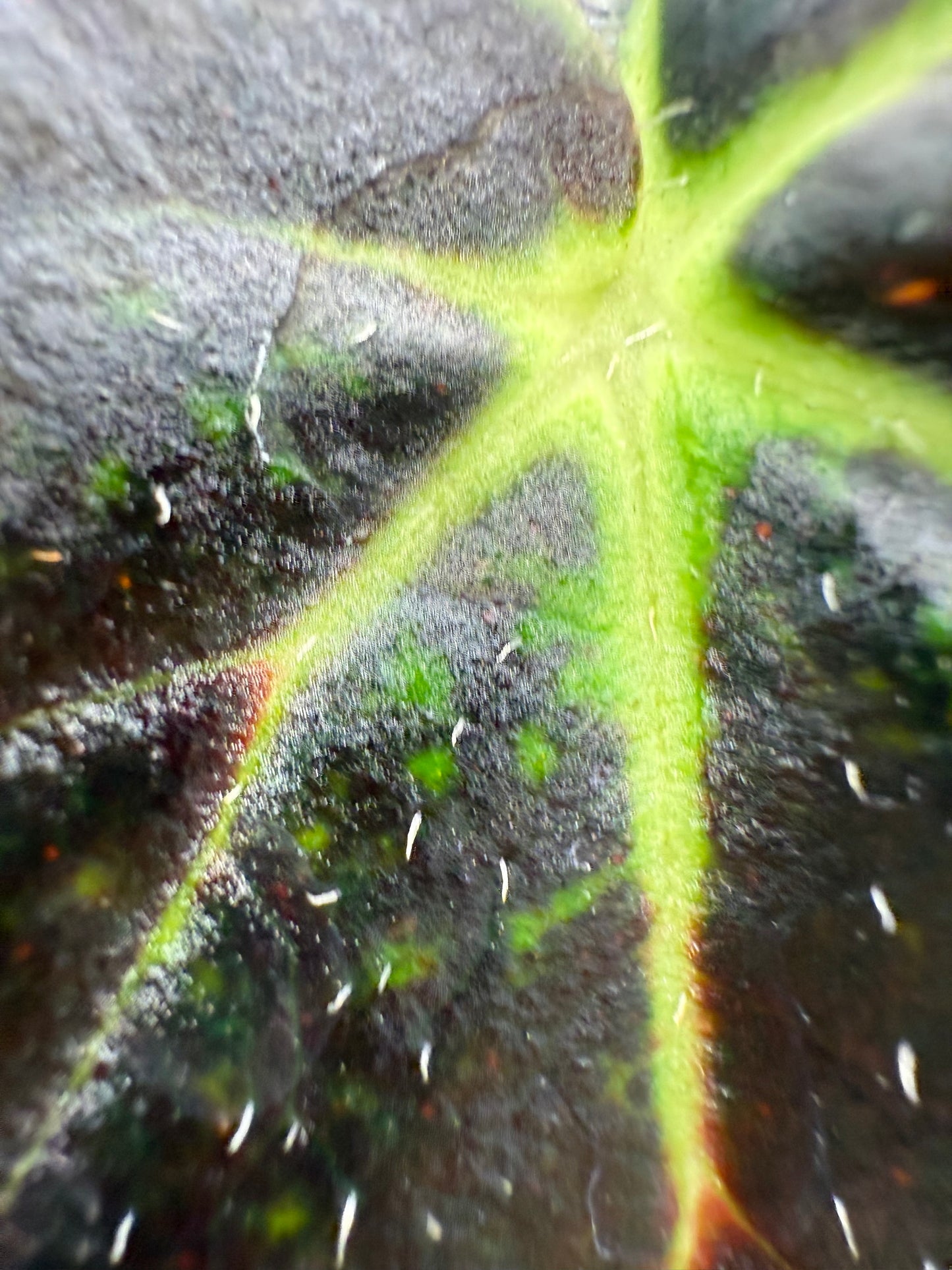 Begonia Aces High