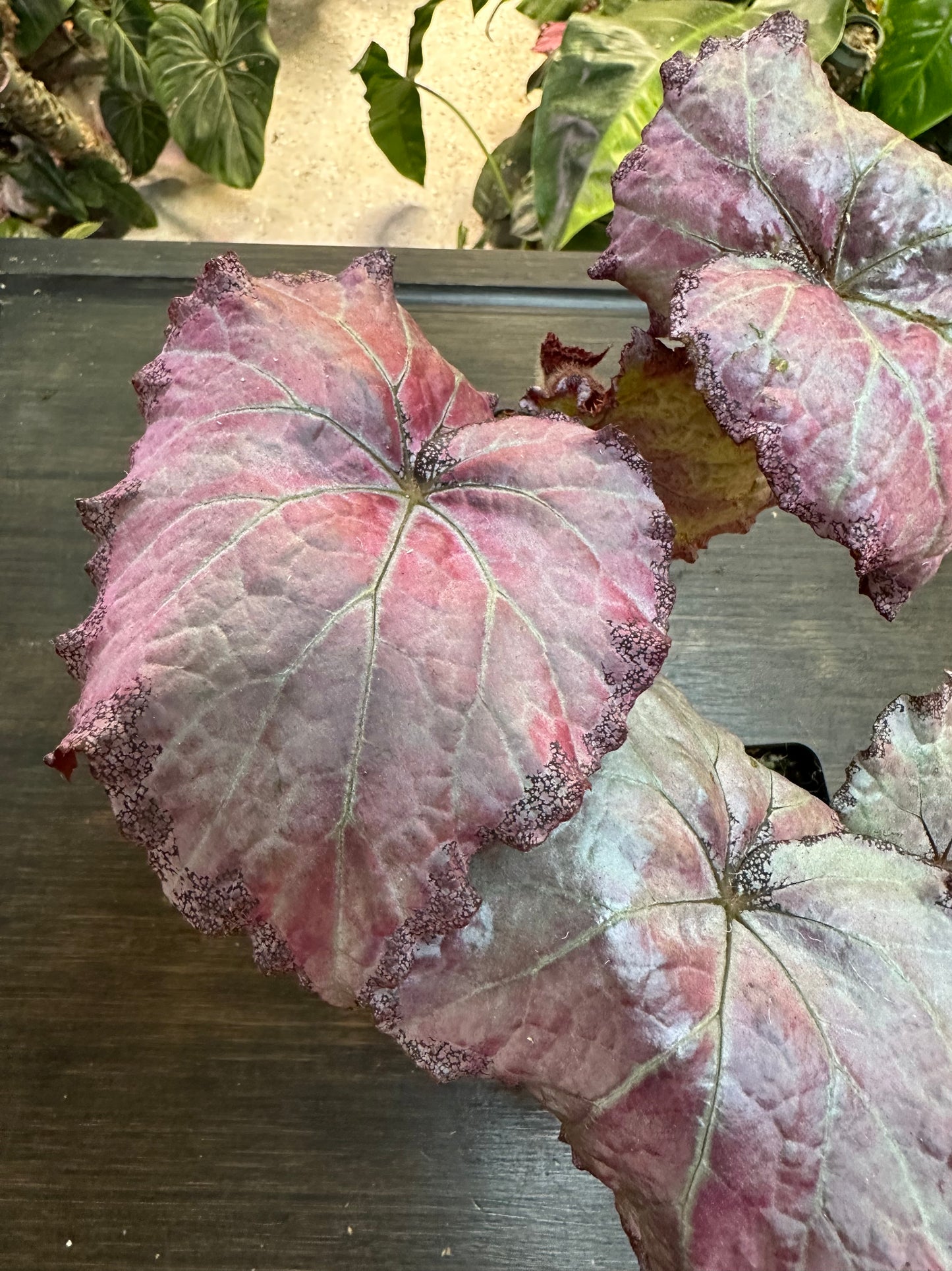 Begonia Champagne Bubbles