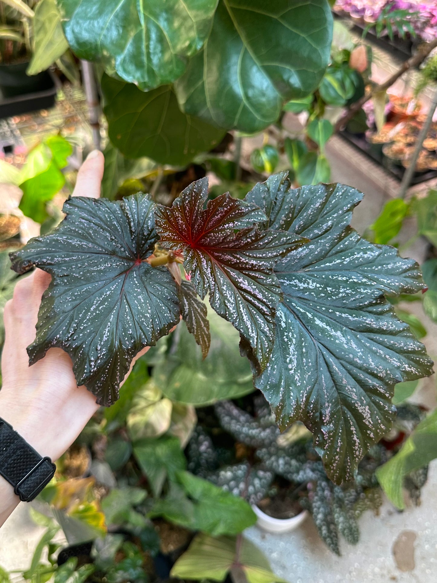 Begonia Bobbie Price