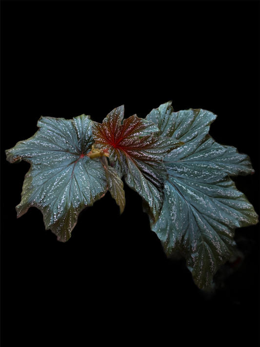 Begonia Bobbie Price