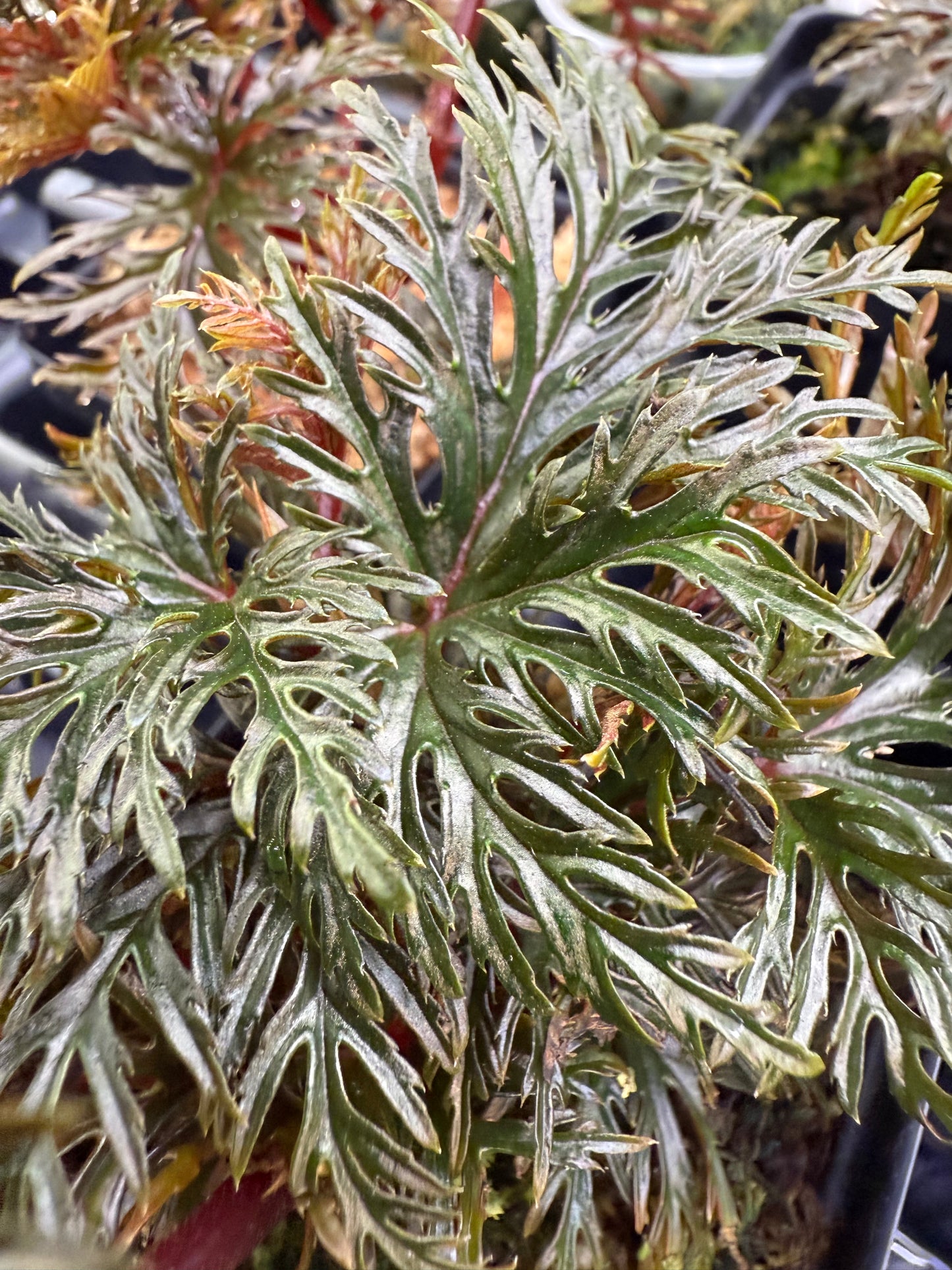 Begonia bipinnatifida