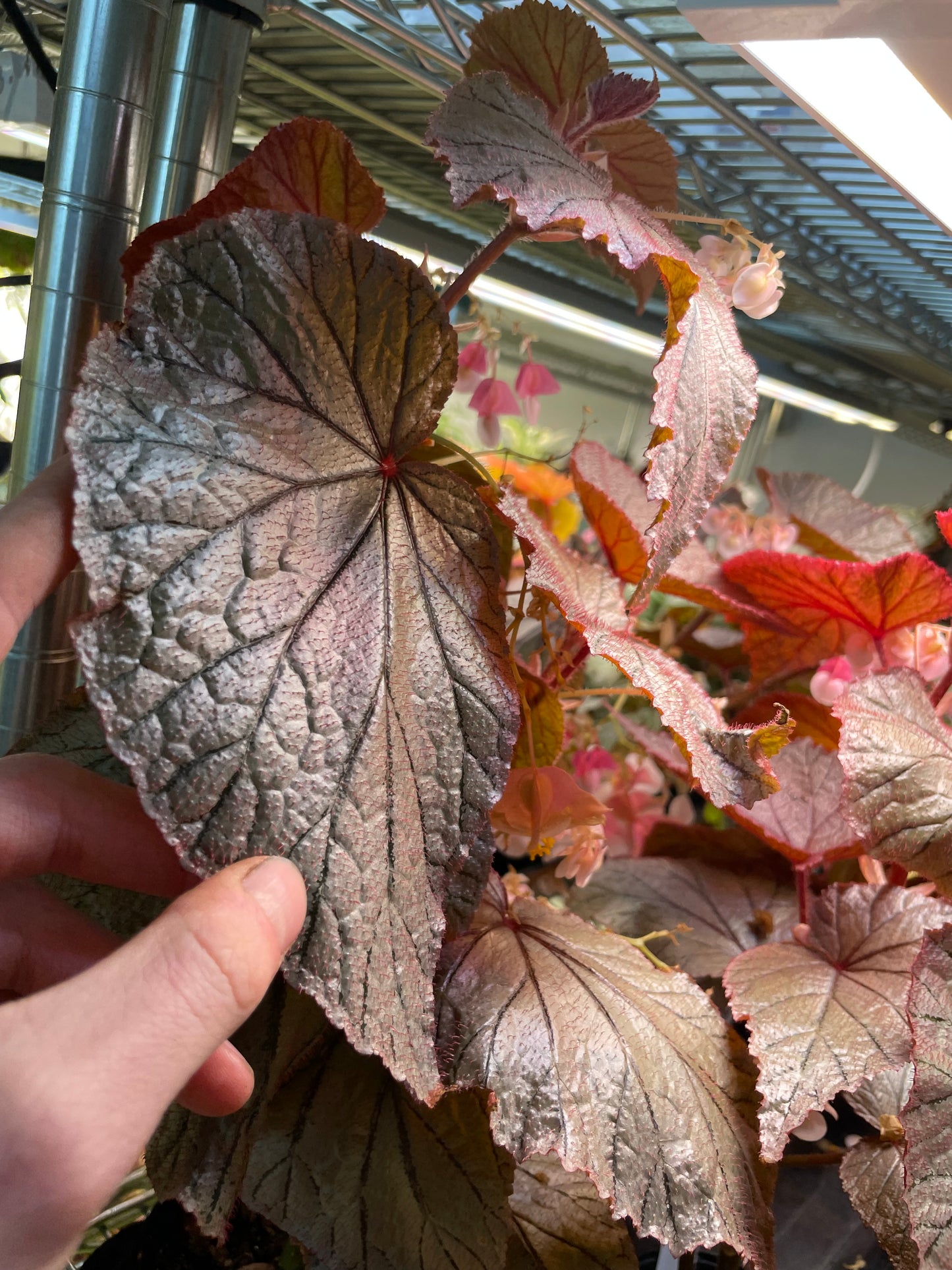 Begonia U093