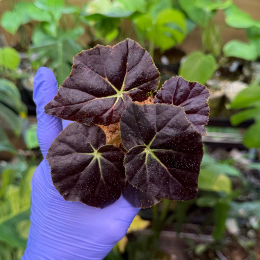 Begonia Aces High