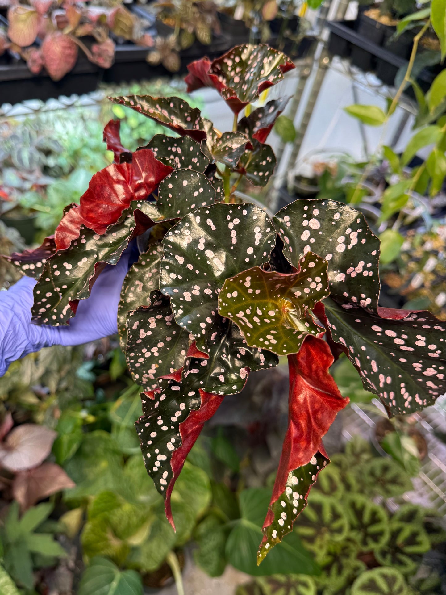 Begonia Cracklin Rosie