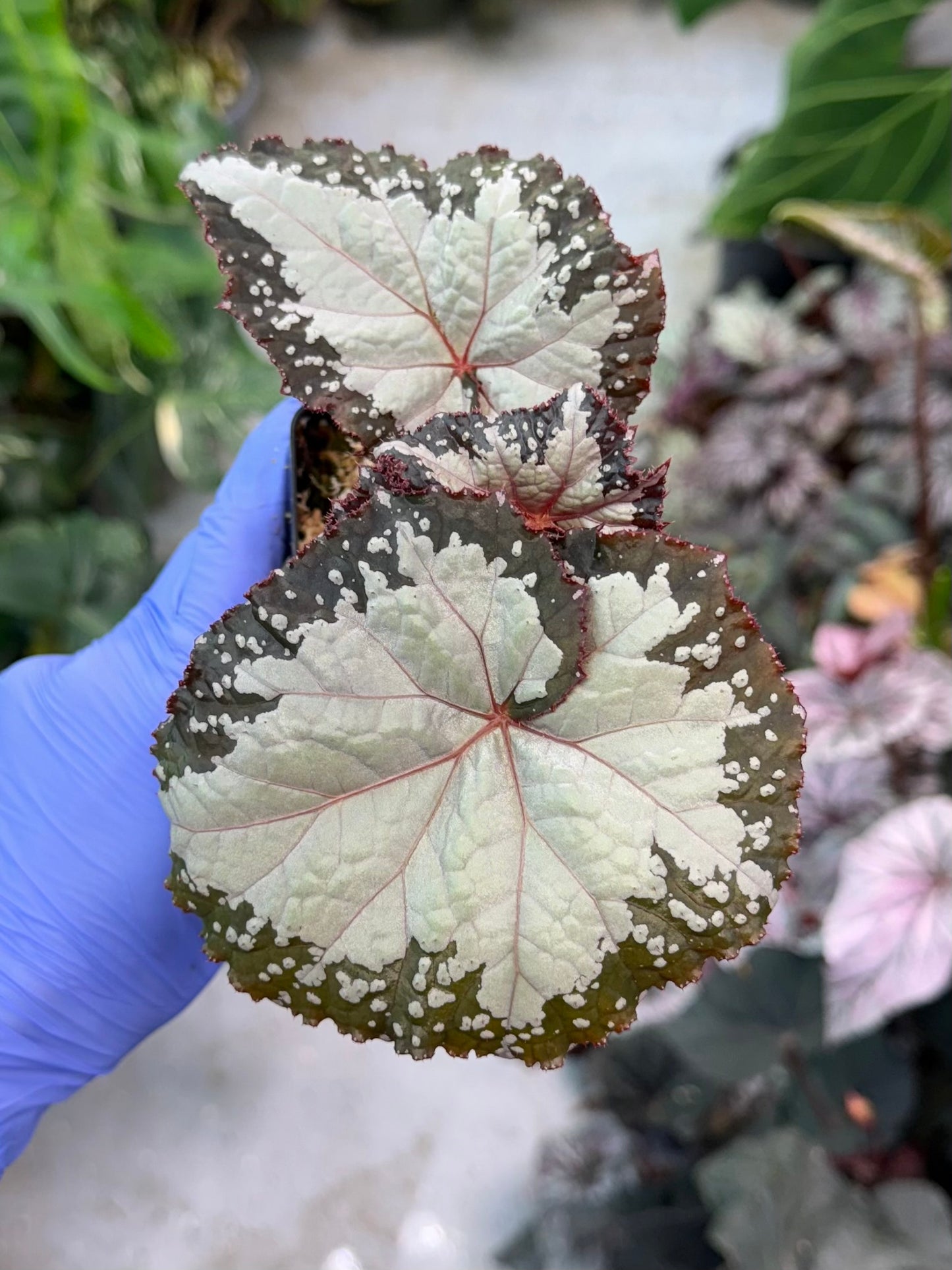 Begonia West Texas Blizzard