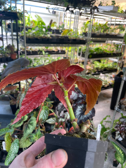 Begonia Kristy
