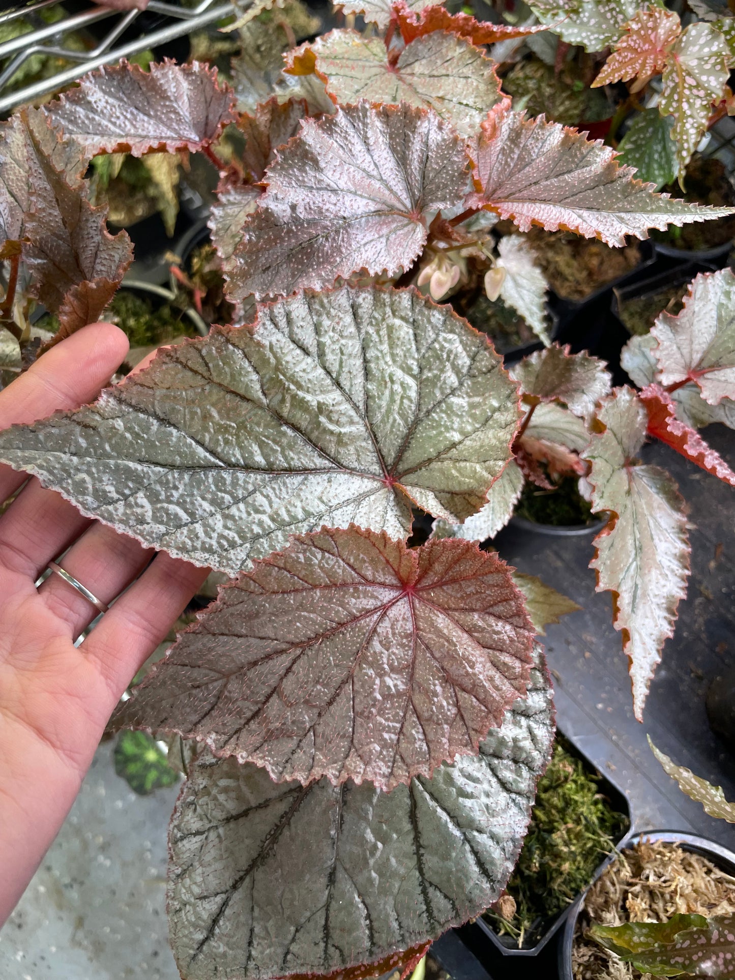 Begonia U093