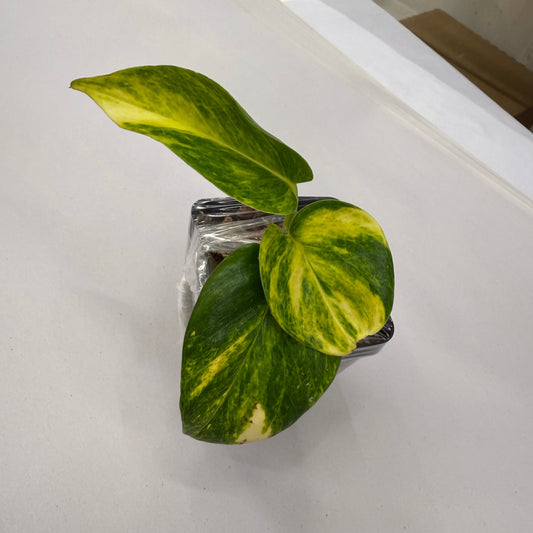Epipremnum aureum Teruno 'Madonna' #31