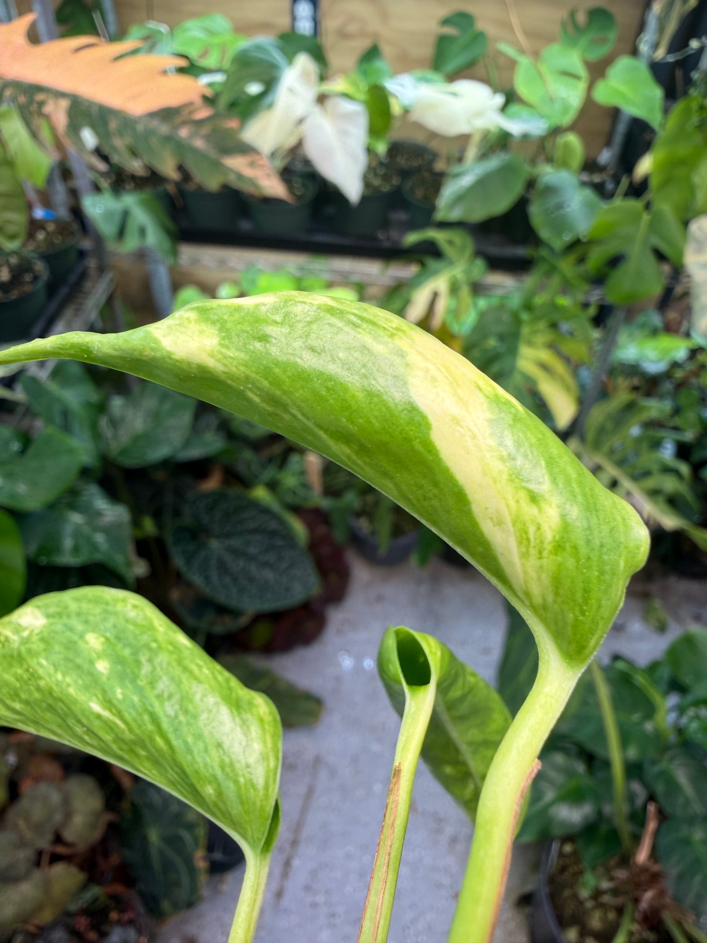 Epipremnum aureum Teruno 'Gold Jack' #29