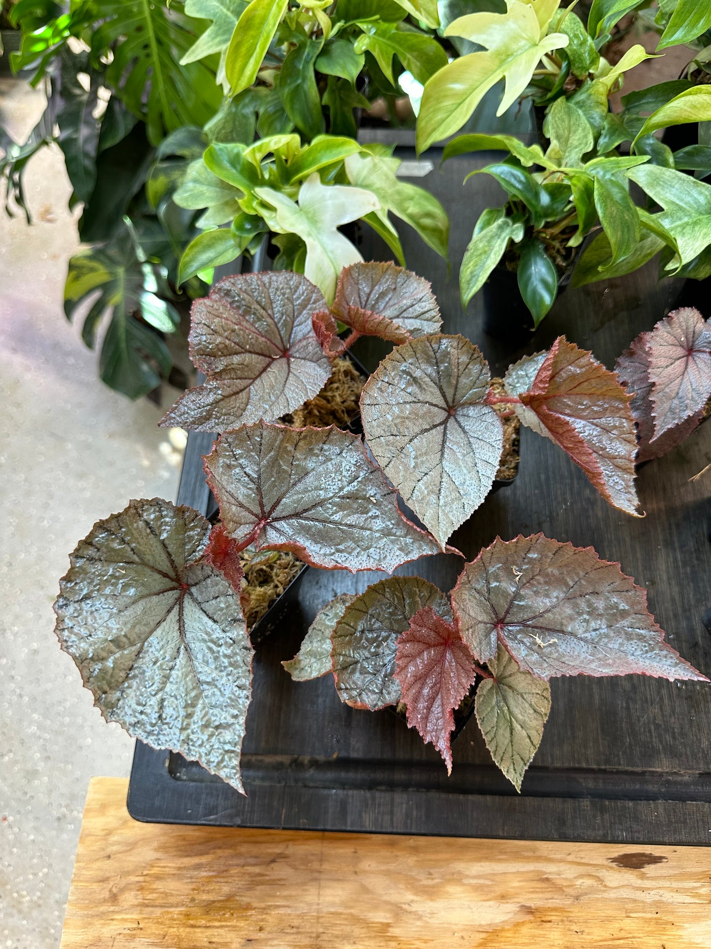 Begonia U093