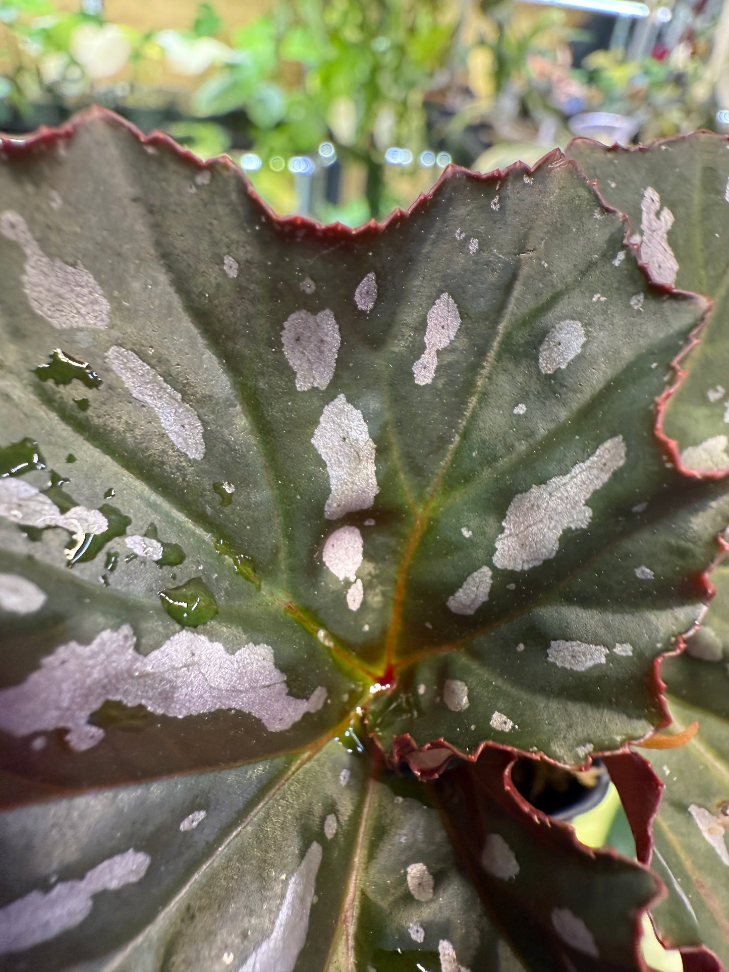 Begonia Lady Vanderwilt