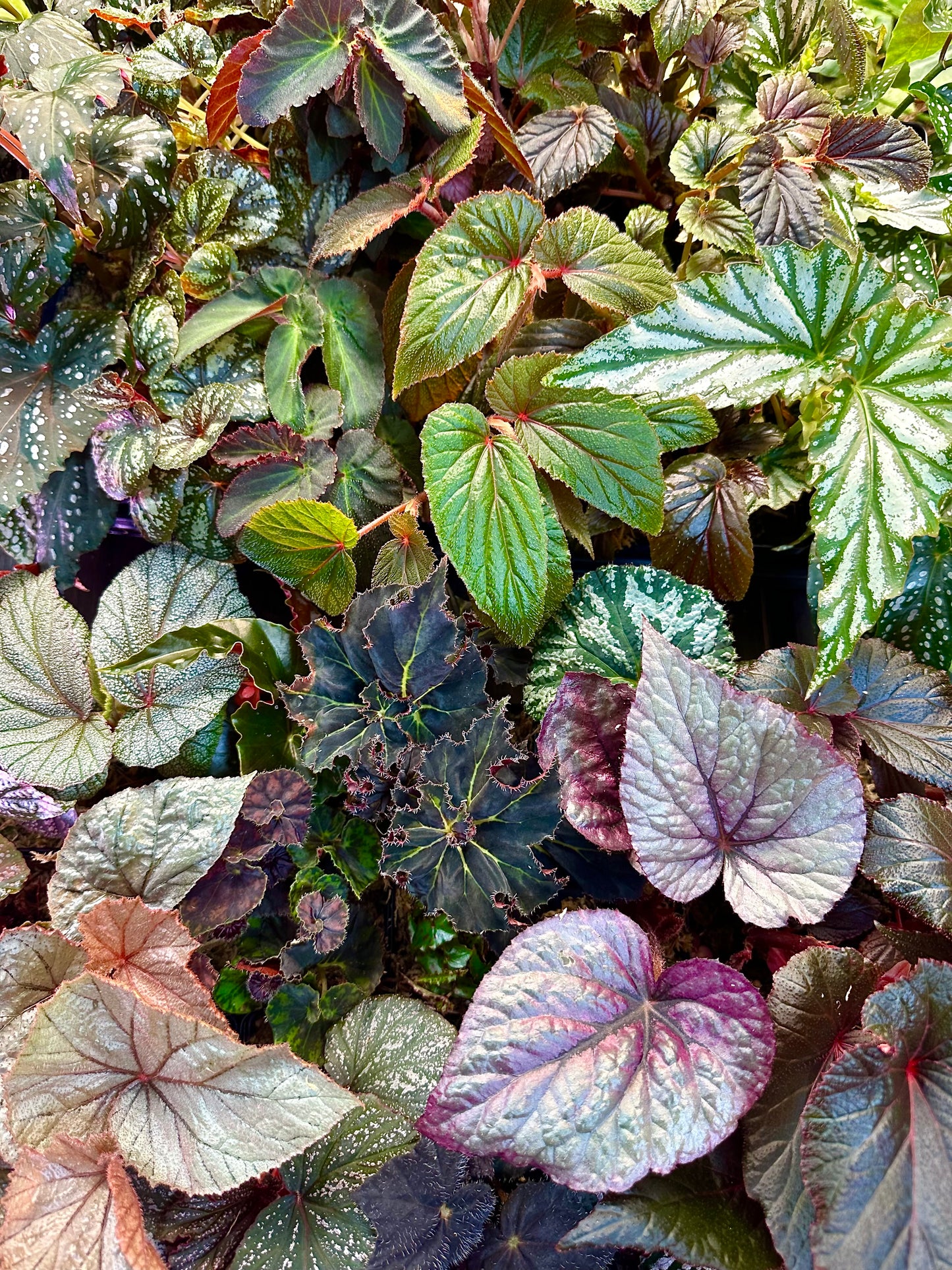 Begonia Bundle