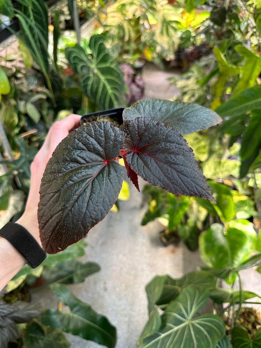 Begonia Burning Bush