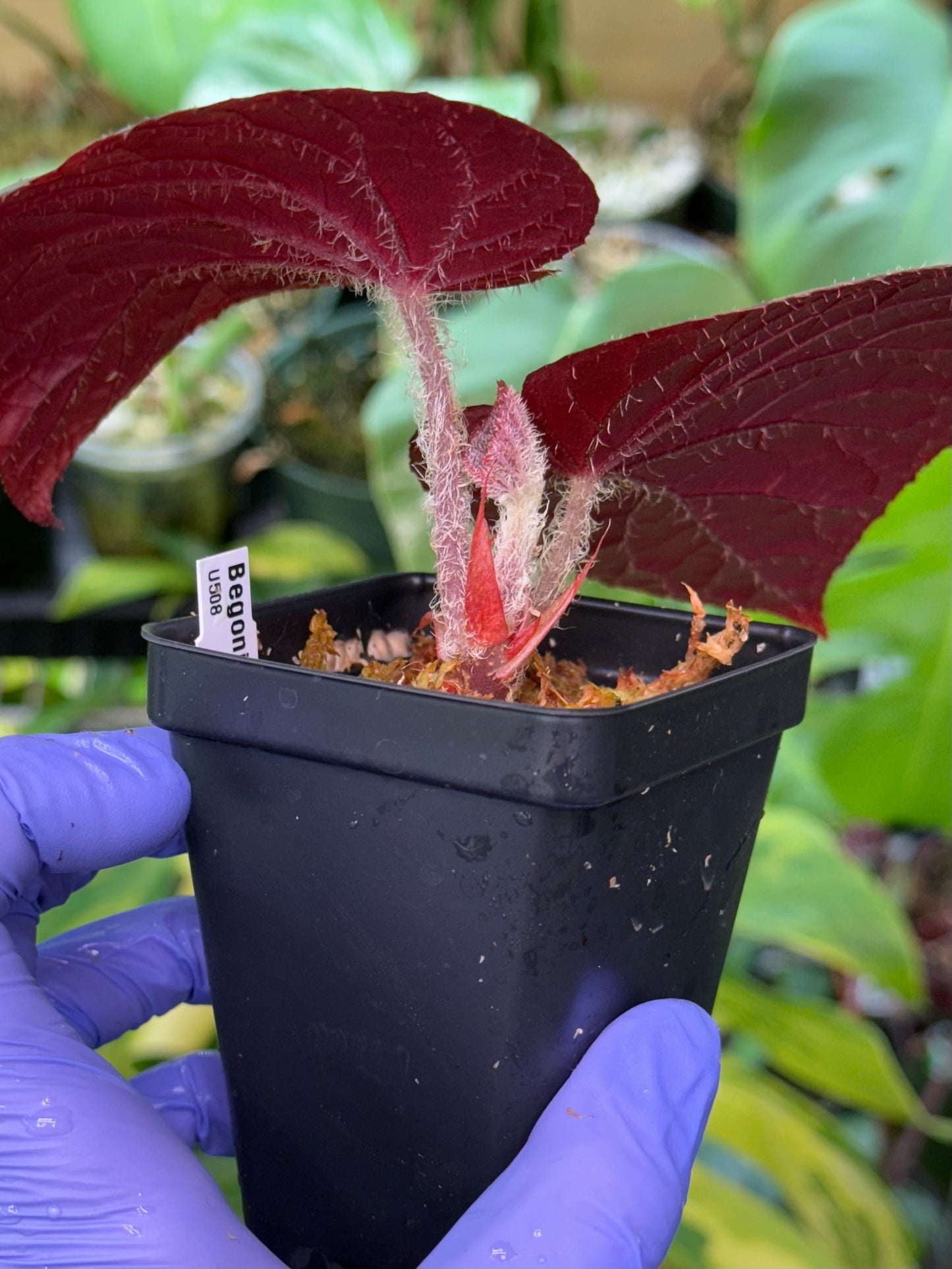 Begonia U508