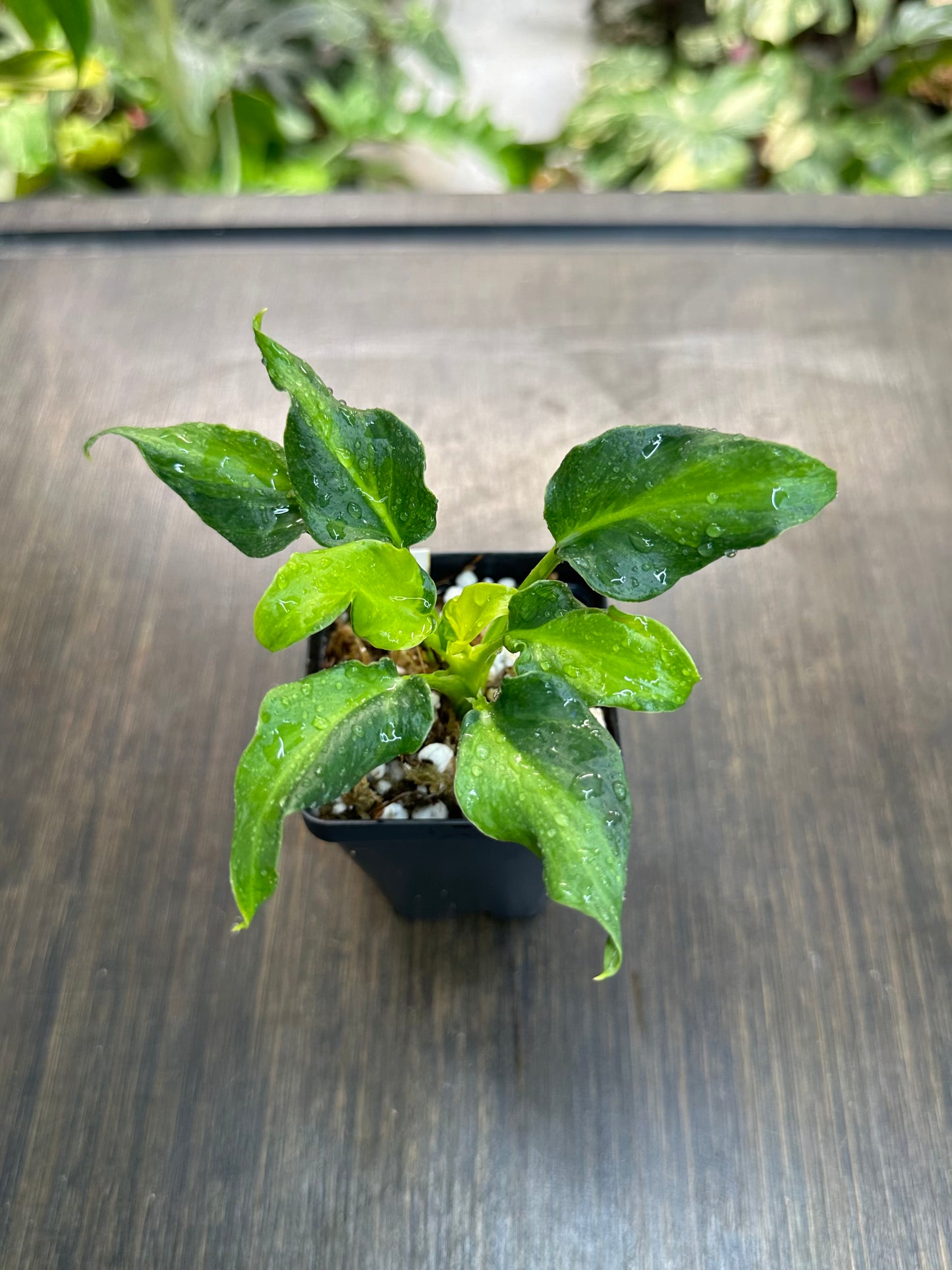 Philodendron xanadu variegata