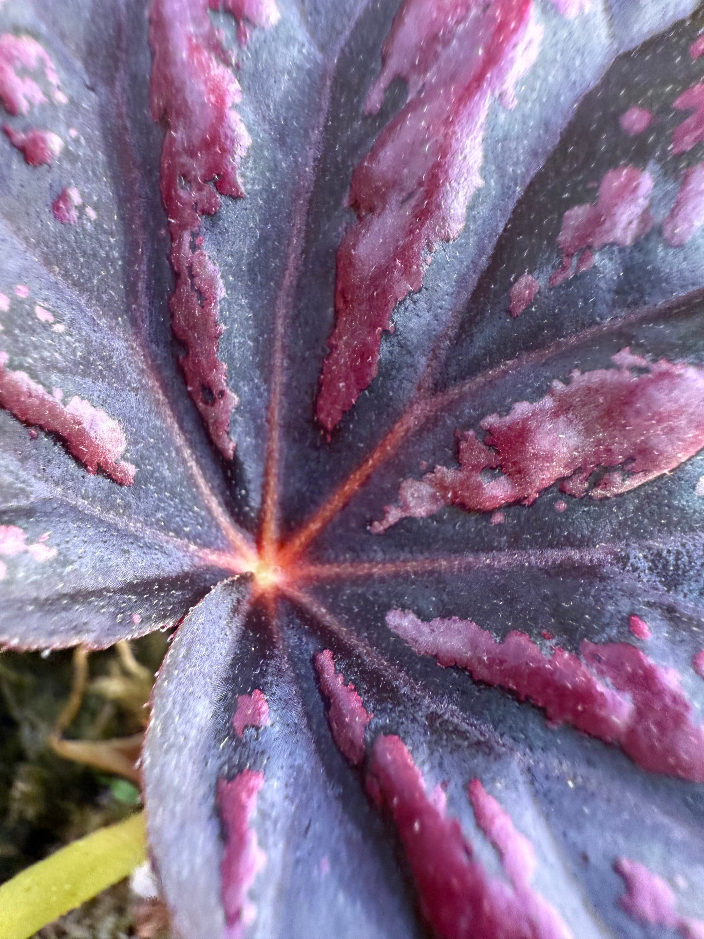 Begonia ‘Candy Stripes’